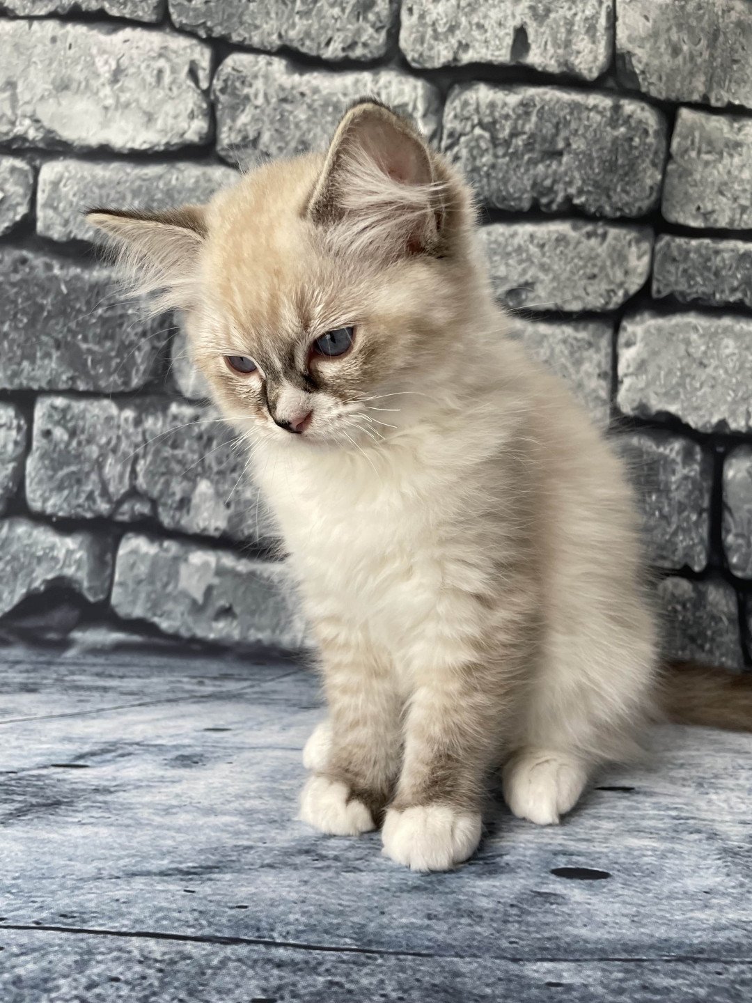 chaton Ragdoll seal tabby point mitted Saphyr Les Ragdolls de la Croisette