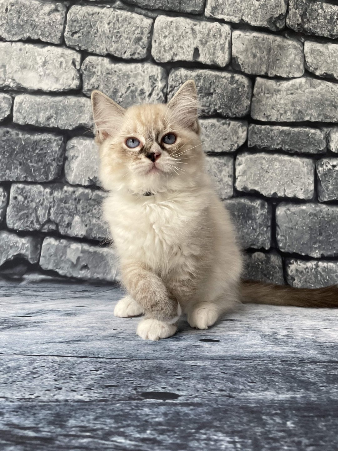 chaton Ragdoll seal tabby point mitted Saphyr Les Ragdolls de la Croisette