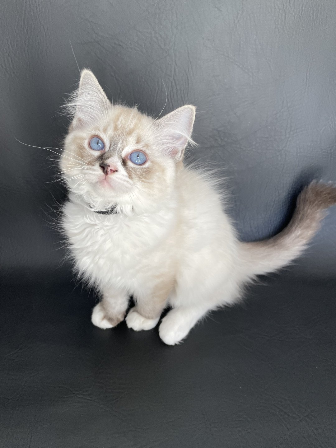 chaton Ragdoll seal tabby point mitted Saphyr Les Ragdolls de la Croisette