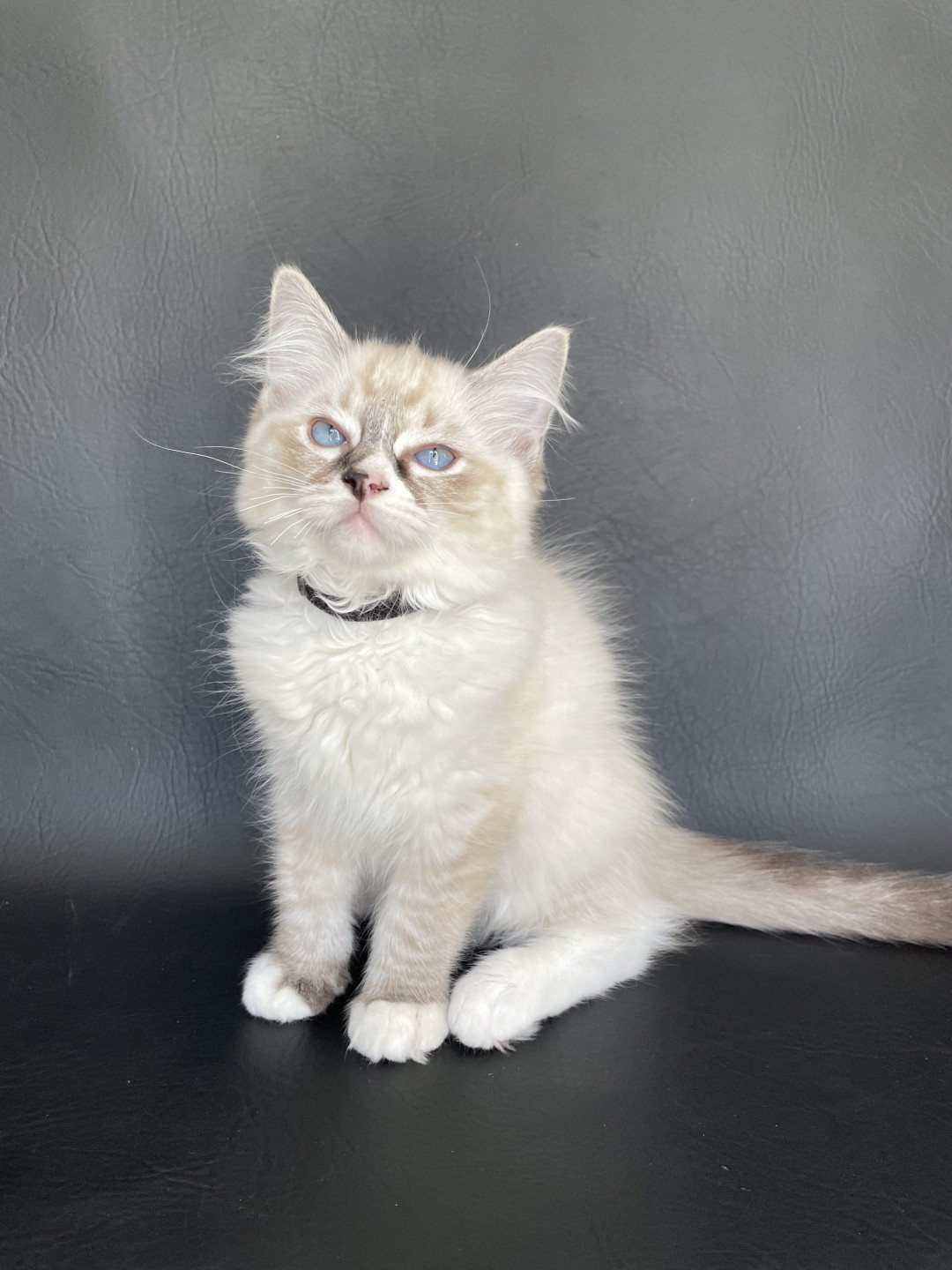 chaton Ragdoll seal tabby point mitted Saphyr Les Ragdolls de la Croisette