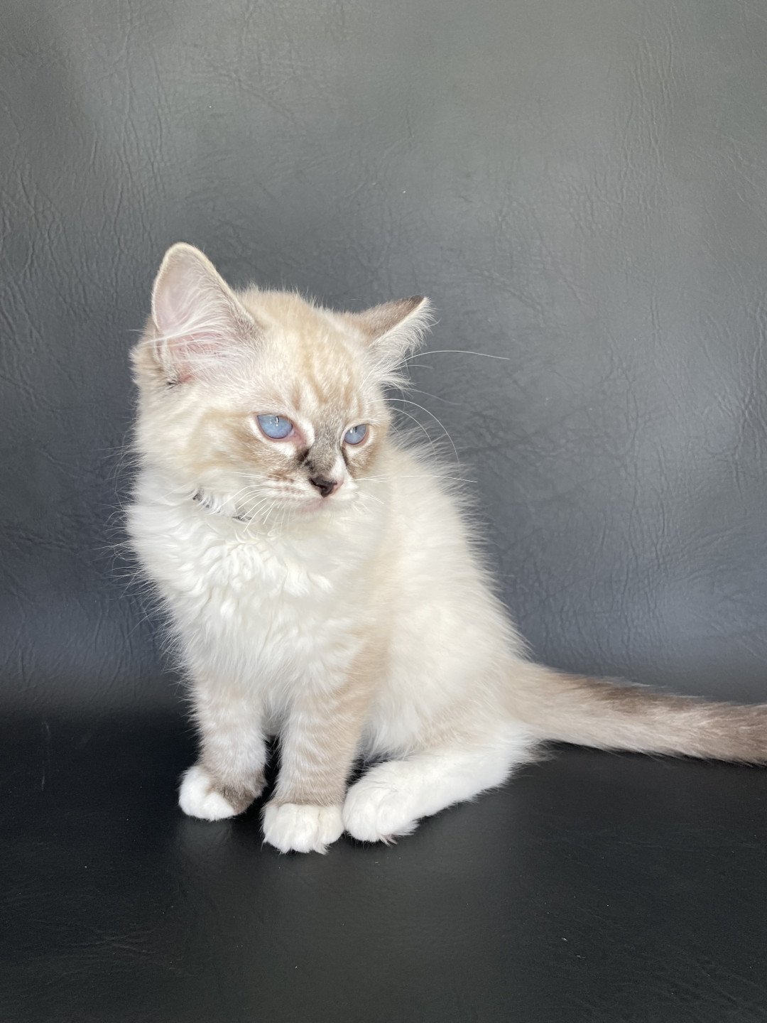 chaton Ragdoll seal tabby point mitted Saphyr Les Ragdolls de la Croisette