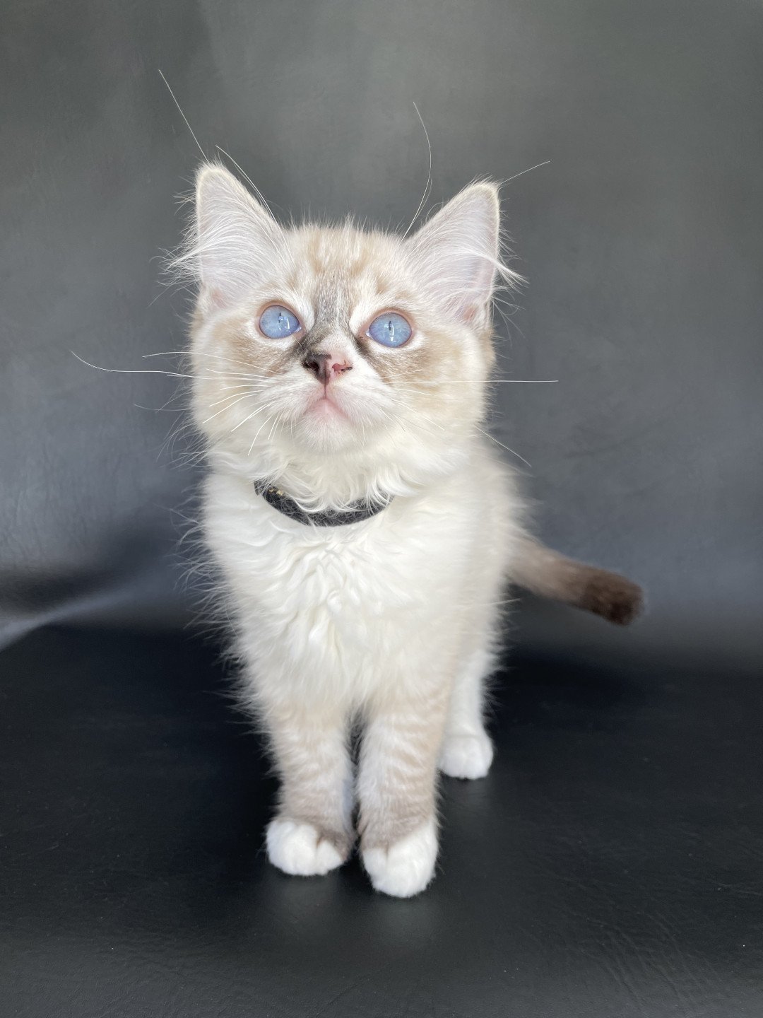 chaton Ragdoll seal tabby point mitted Saphyr Les Ragdolls de la Croisette