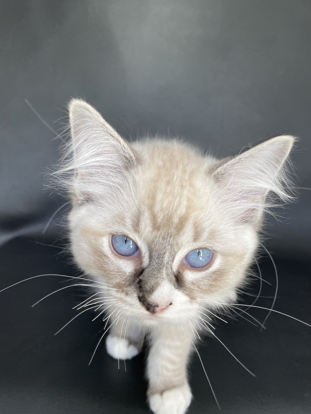chaton Ragdoll seal tabby point mitted Saphyr Les Ragdolls de la Croisette