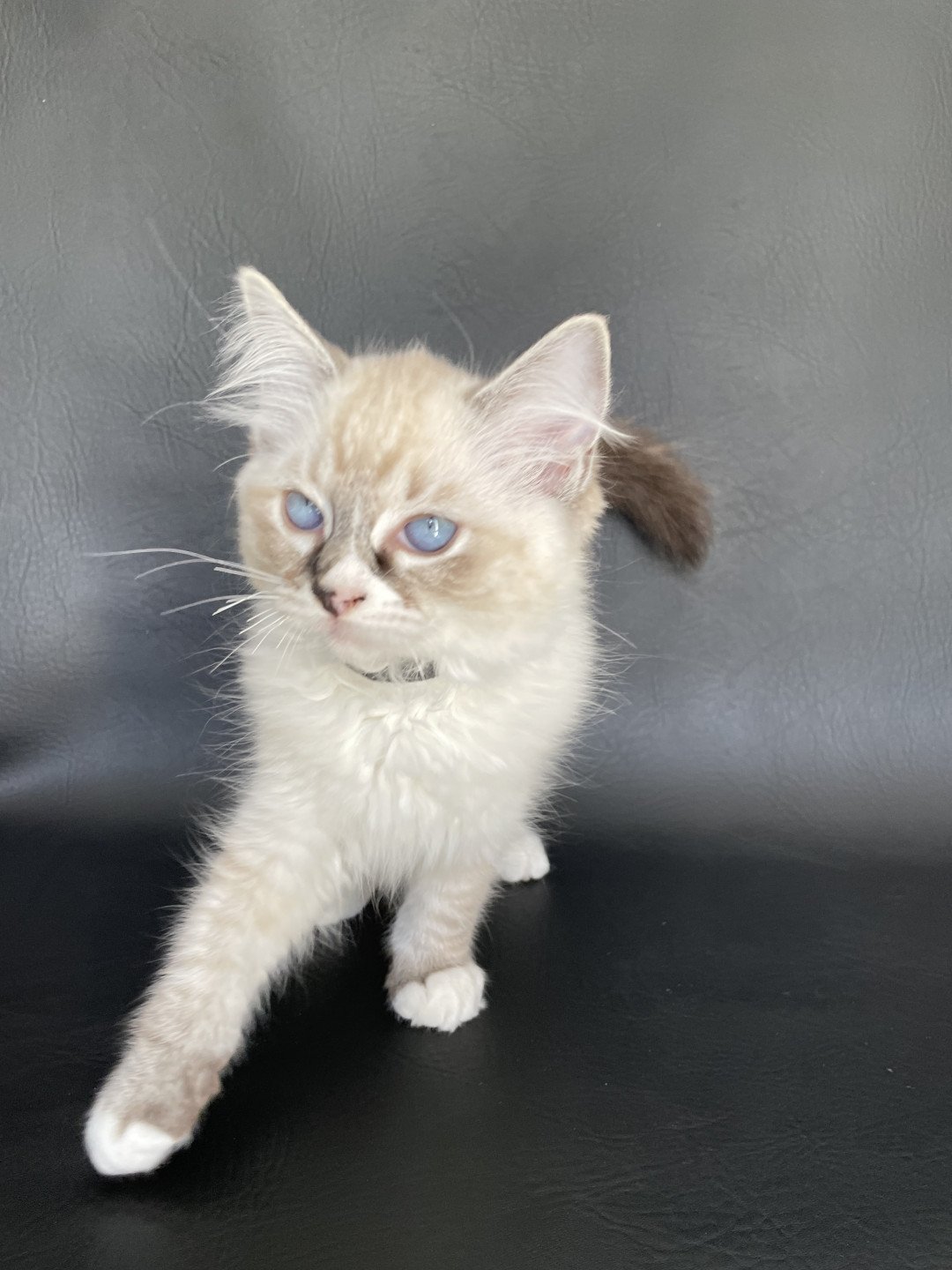 chaton Ragdoll seal tabby point mitted Saphyr Les Ragdolls de la Croisette