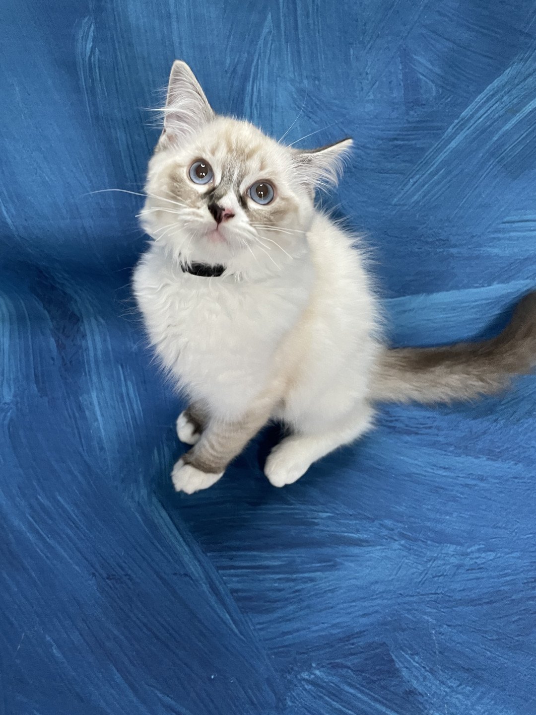 chaton Ragdoll seal tabby point mitted Saphyr Les Ragdolls de la Croisette