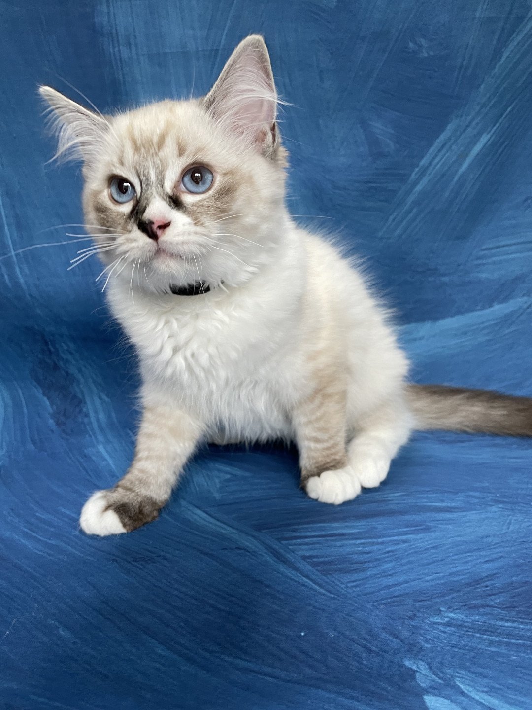 chaton Ragdoll seal tabby point mitted Saphyr Les Ragdolls de la Croisette