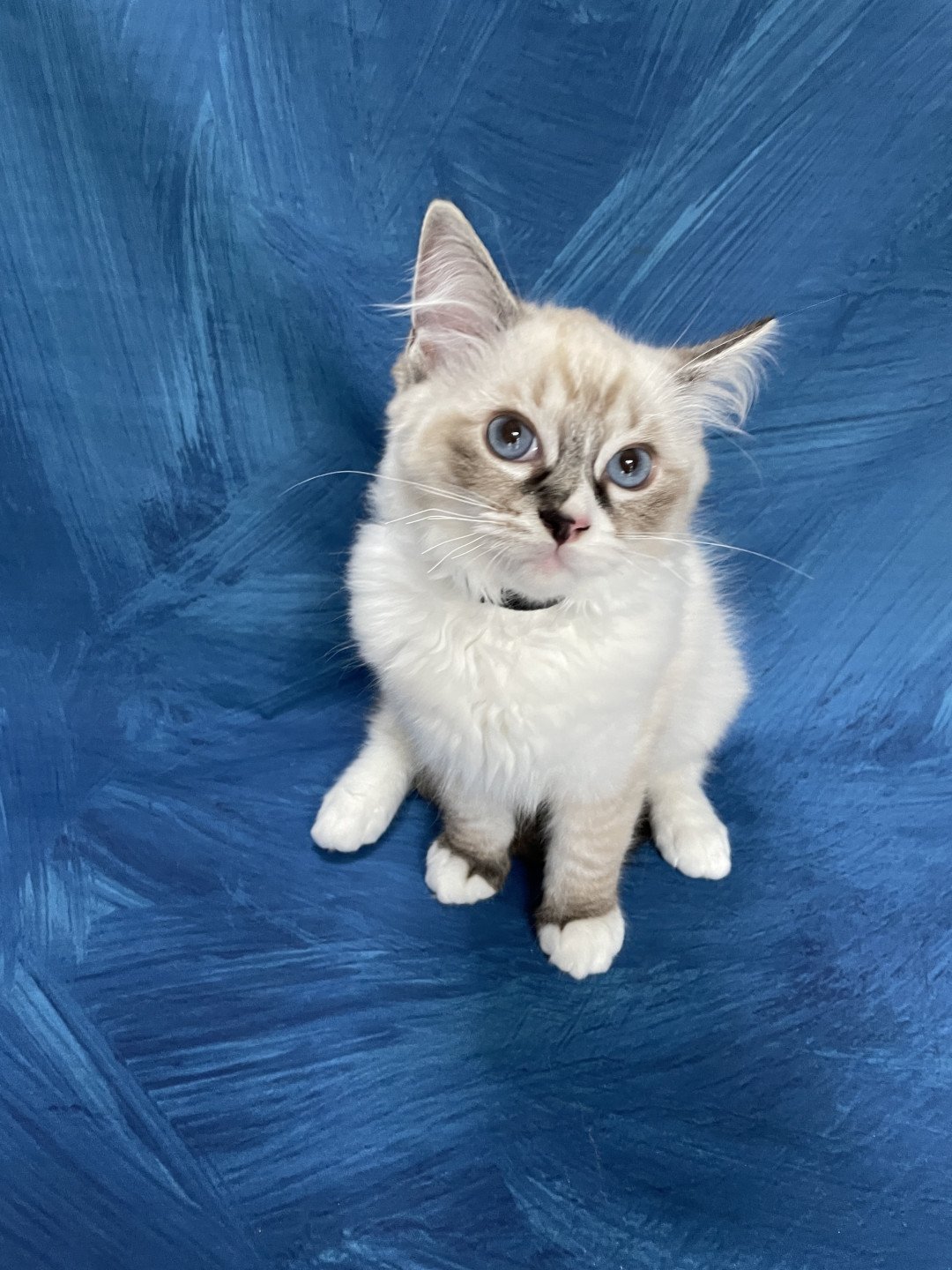 chaton Ragdoll seal tabby point mitted Saphyr Les Ragdolls de la Croisette