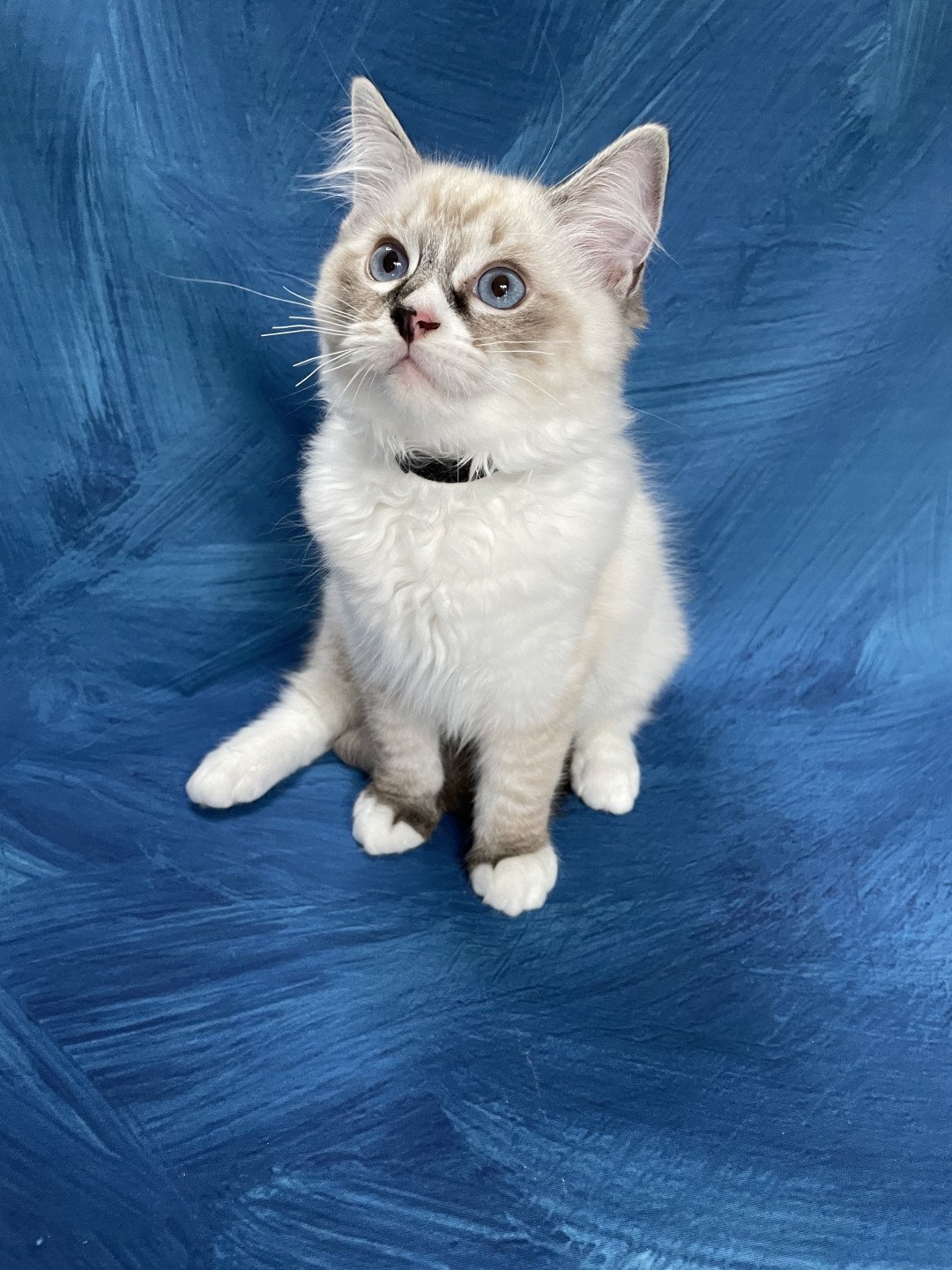 chaton Ragdoll seal tabby point mitted Saphyr Les Ragdolls de la Croisette