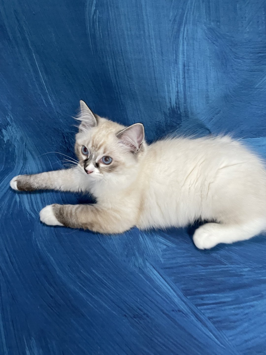chaton Ragdoll seal tabby point mitted Saphyr Les Ragdolls de la Croisette