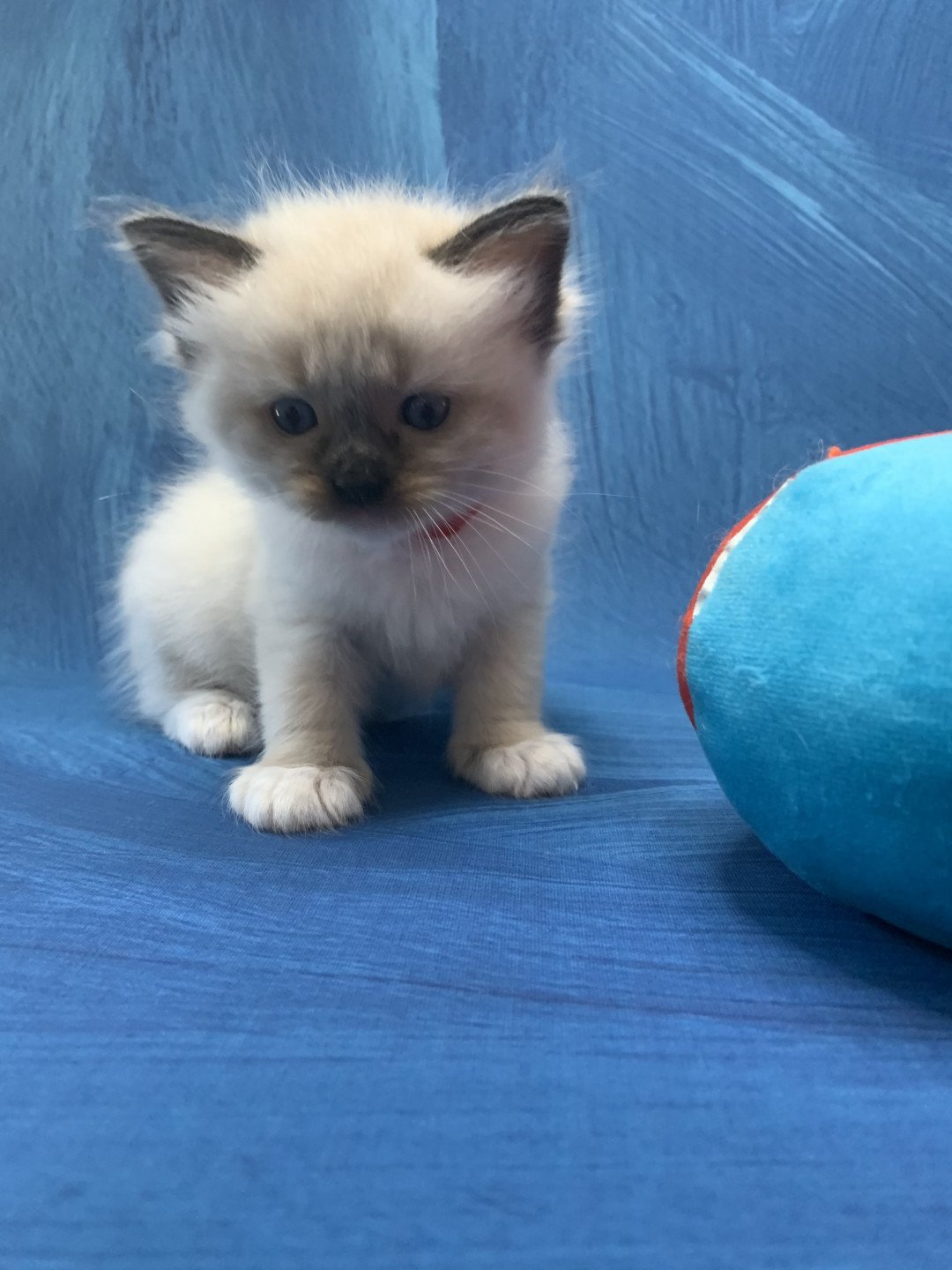 chaton Ragdoll black mitted Ramona De La Croisette Les Ragdolls de la Croisette