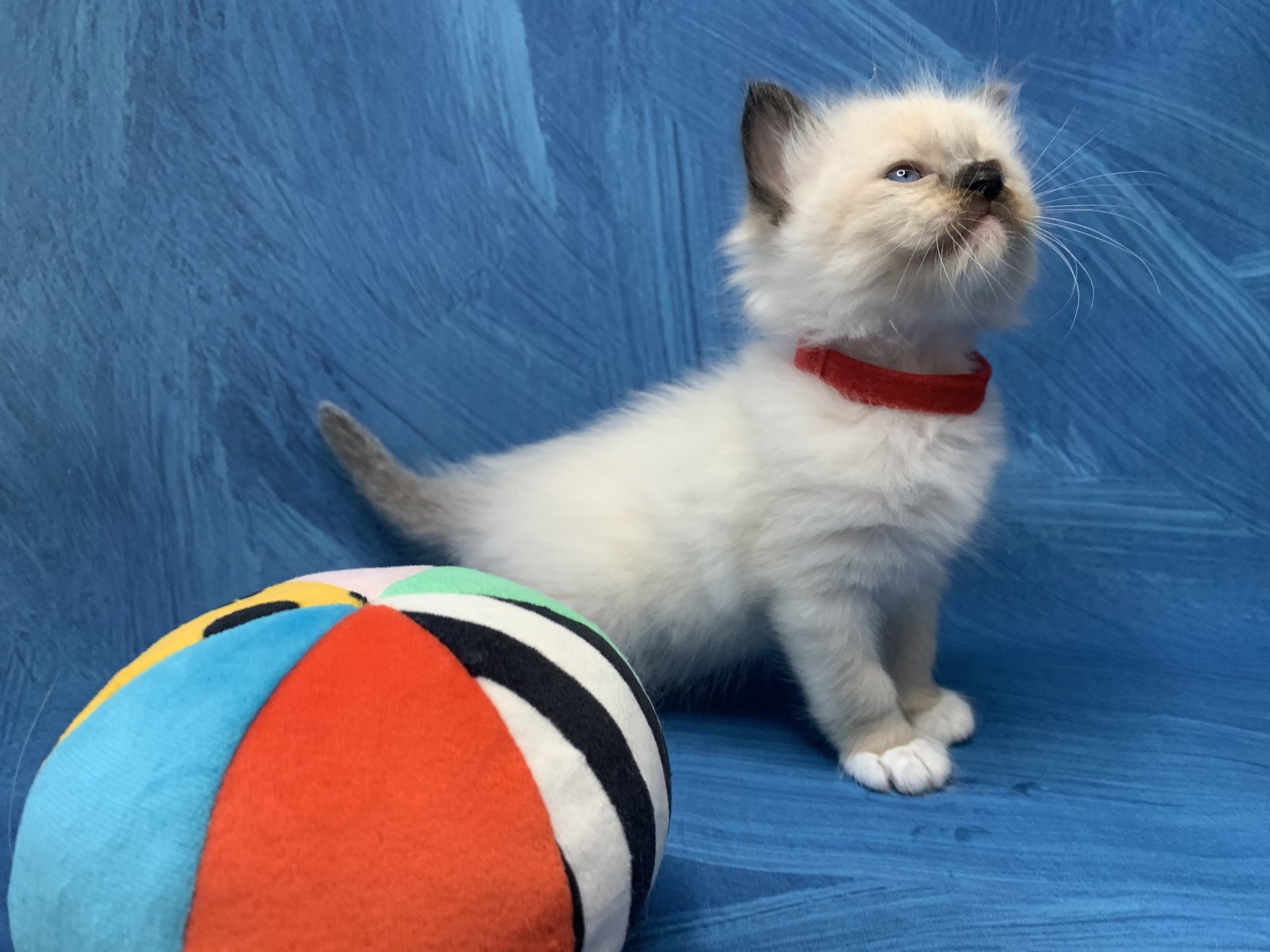 chaton Ragdoll black mitted Ramona De La Croisette Les Ragdolls de la Croisette