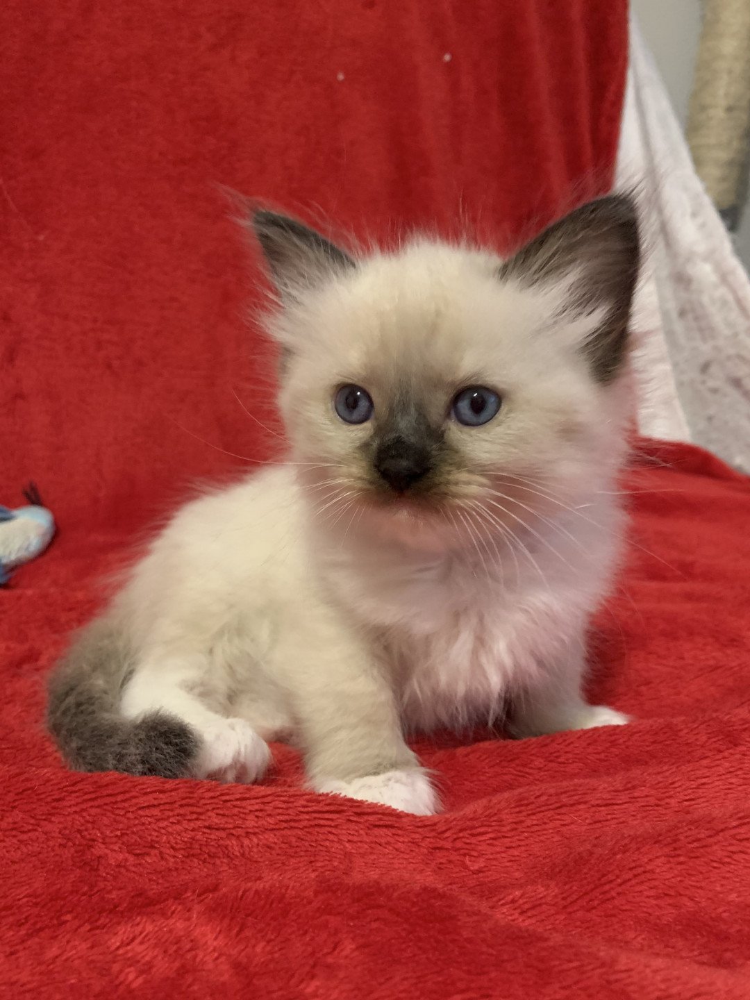 chaton Ragdoll black mitted Ramona De La Croisette Les Ragdolls de la Croisette