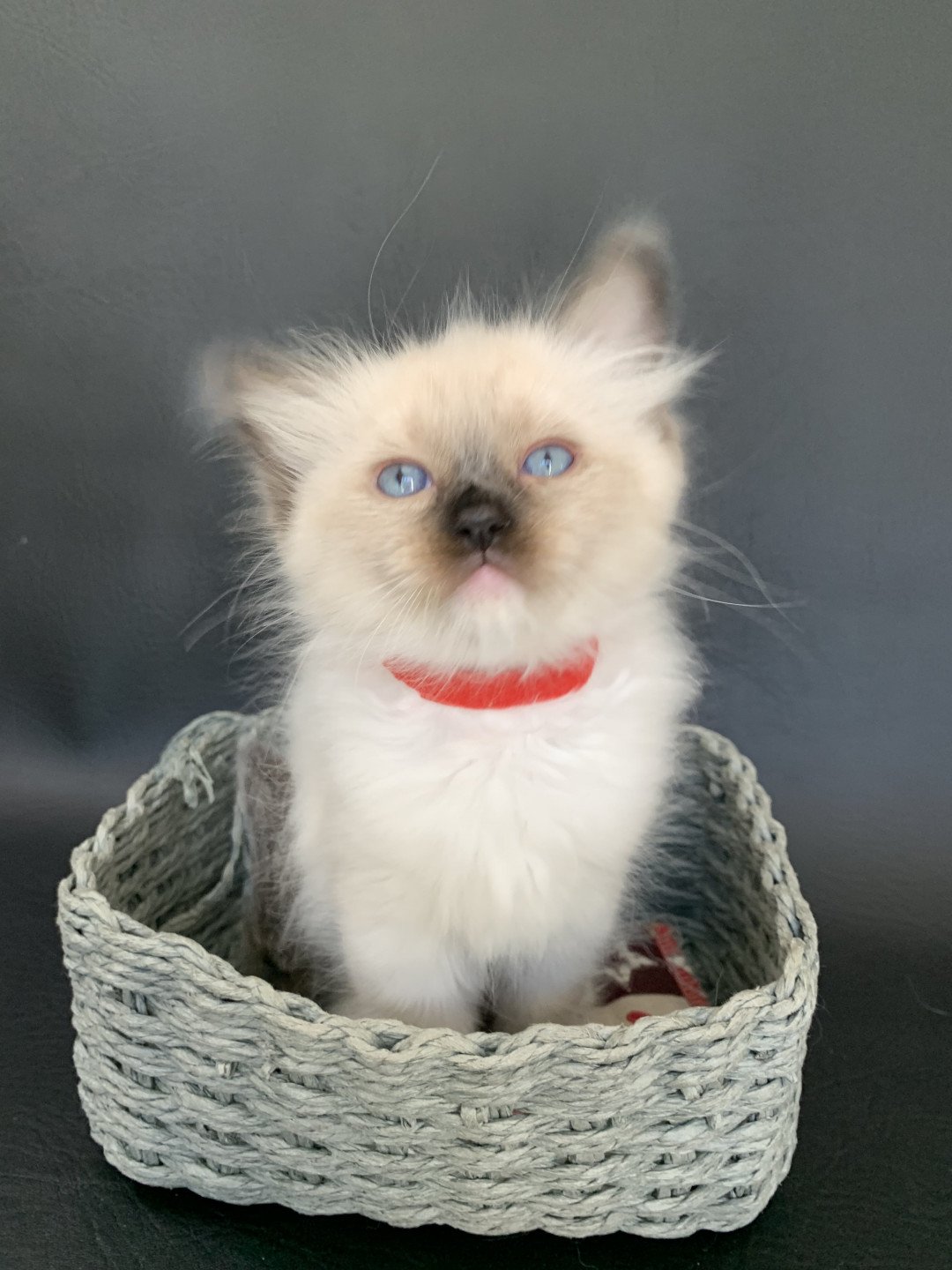 chaton Ragdoll black mitted Ramona De La Croisette Les Ragdolls de la Croisette