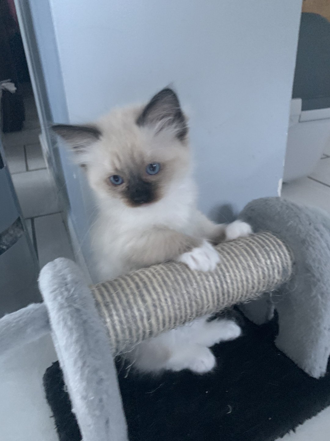 chaton Ragdoll black mitted Ramona De La Croisette Les Ragdolls de la Croisette