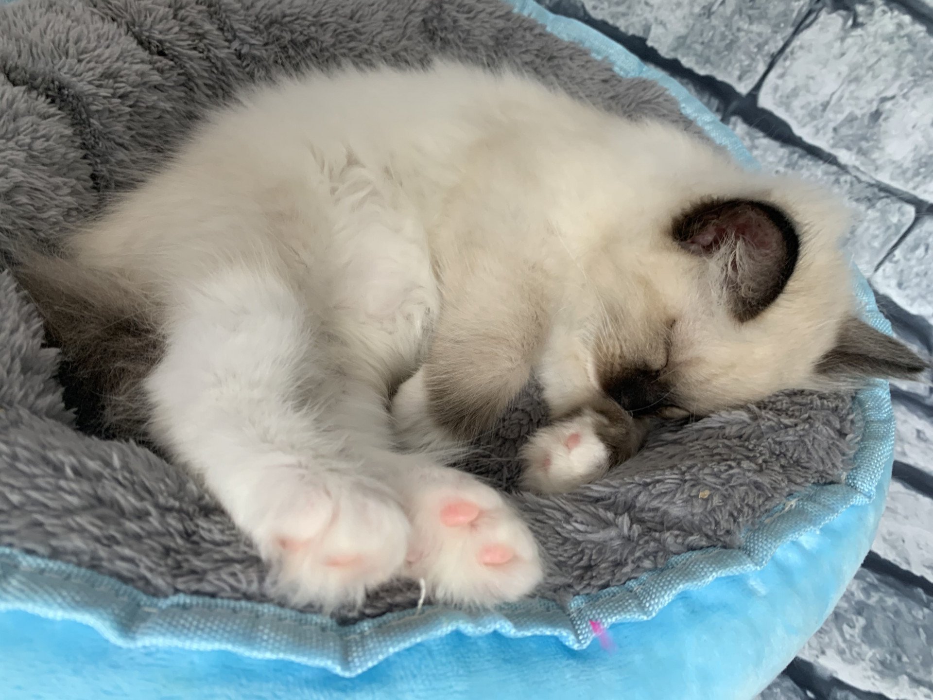 chaton Ragdoll black mitted Ramona De La Croisette Les Ragdolls de la Croisette