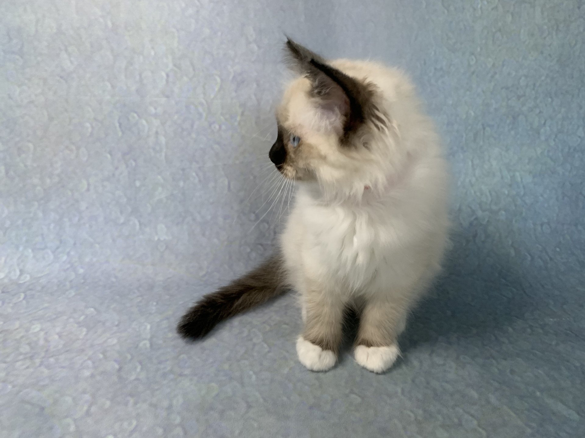 chaton Ragdoll black mitted Ramona De La Croisette Les Ragdolls de la Croisette