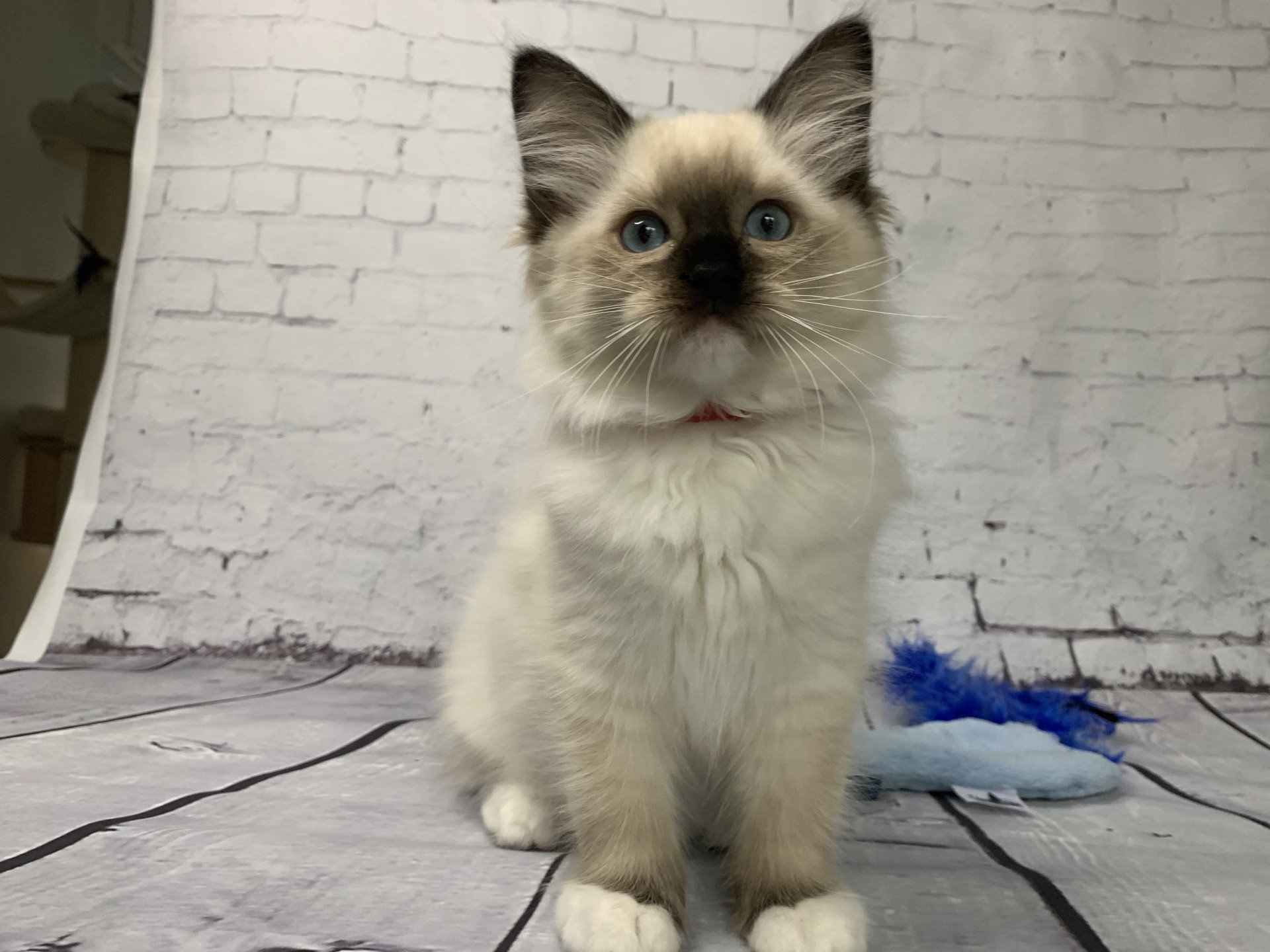 chaton Ragdoll black mitted Ramona De La Croisette Les Ragdolls de la Croisette