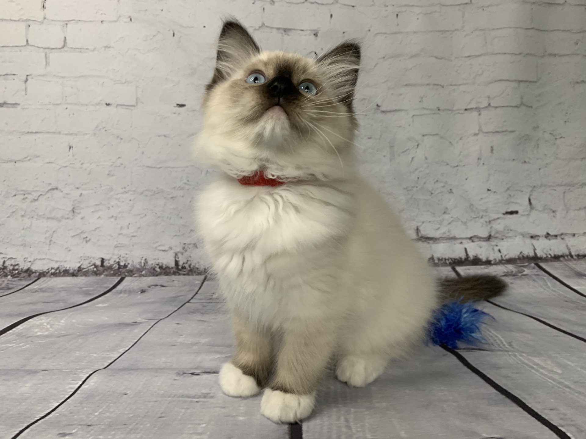 chaton Ragdoll black mitted Ramona De La Croisette Les Ragdolls de la Croisette