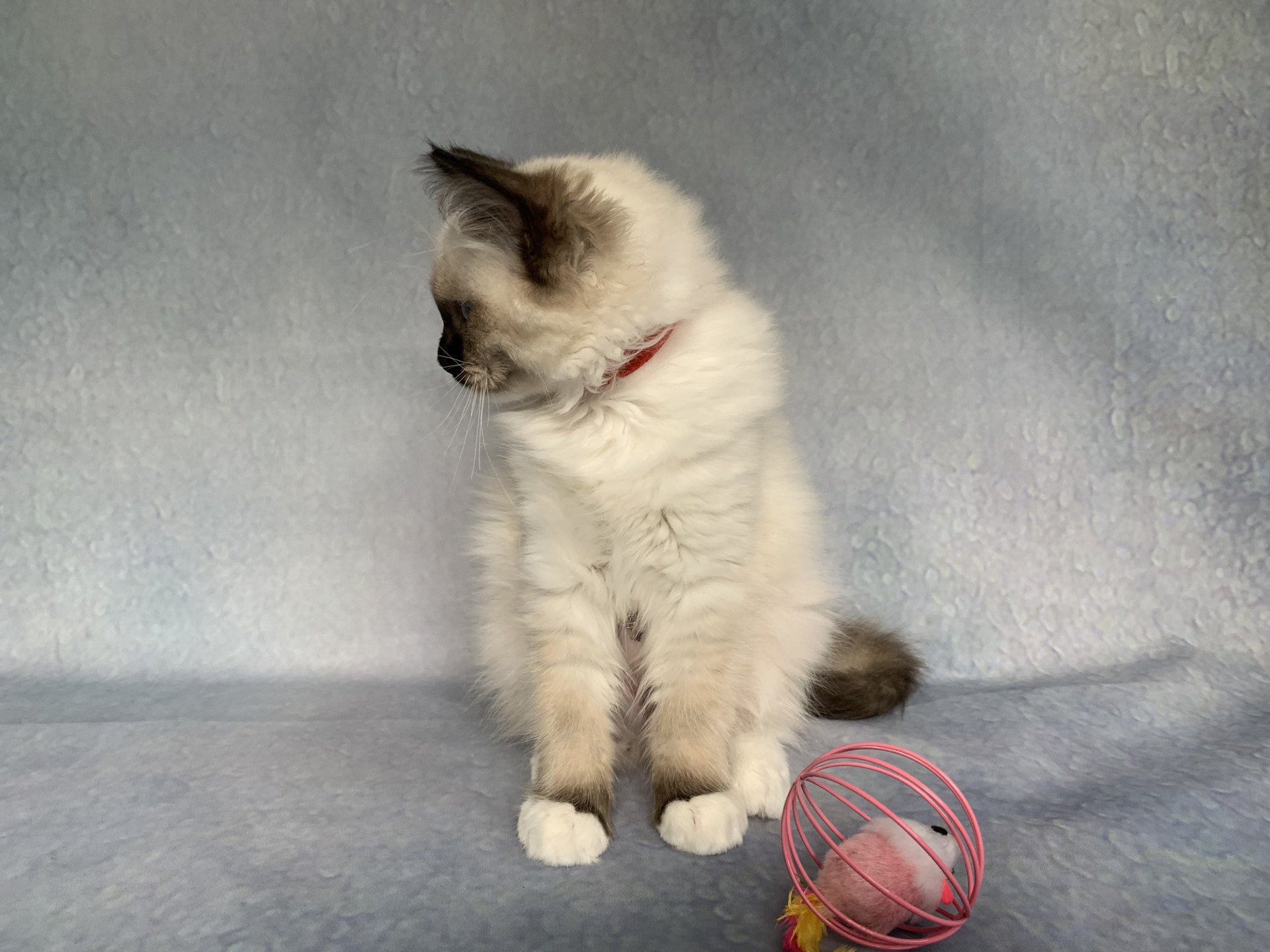 chaton Ragdoll black mitted Ramona De La Croisette Les Ragdolls de la Croisette