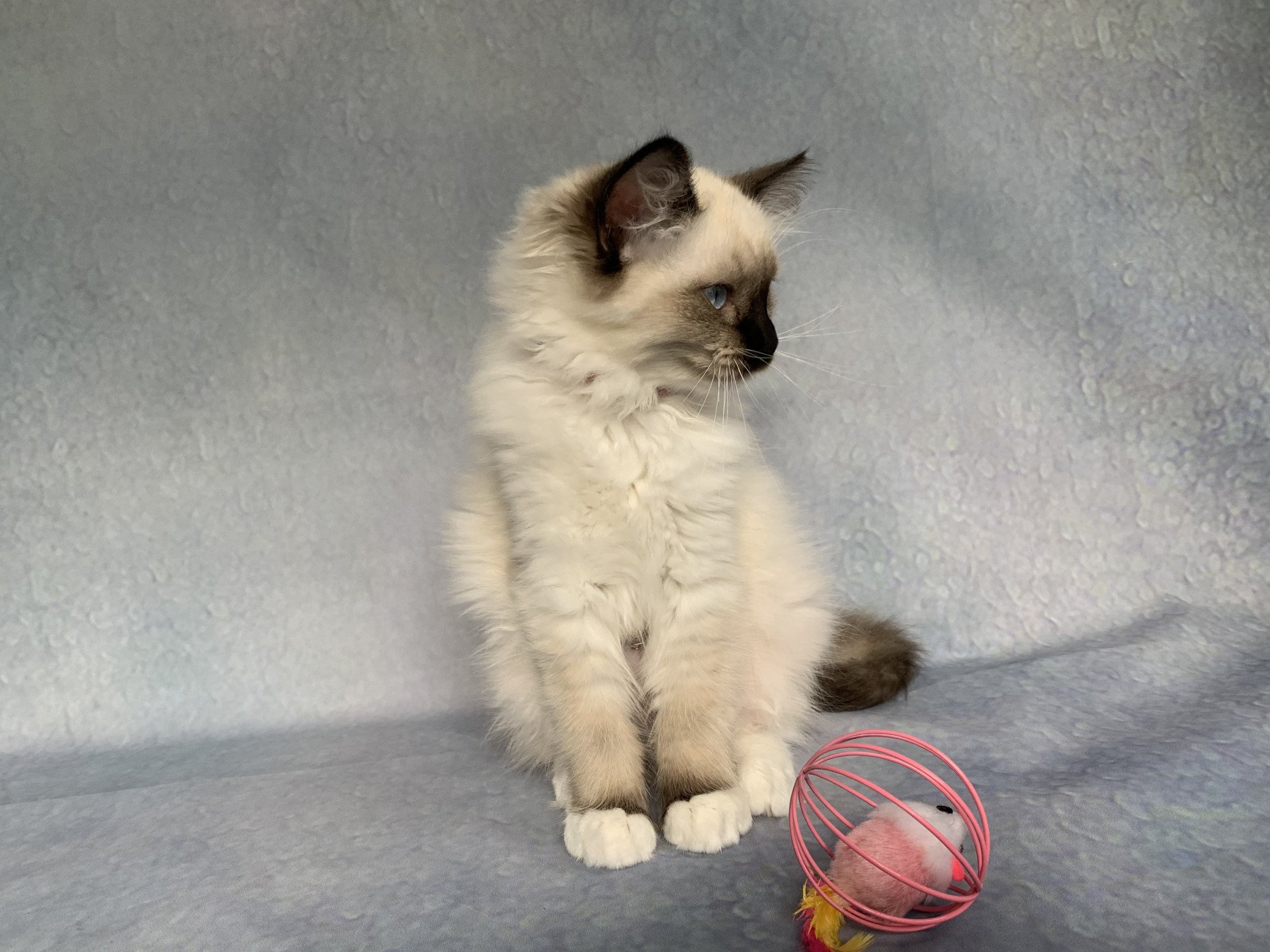 chaton Ragdoll black mitted Ramona De La Croisette Les Ragdolls de la Croisette
