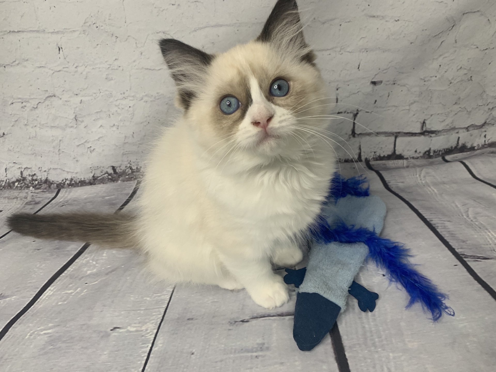 chaton Ragdoll black Rhapsody De La Croisette Les Ragdolls de la Croisette
