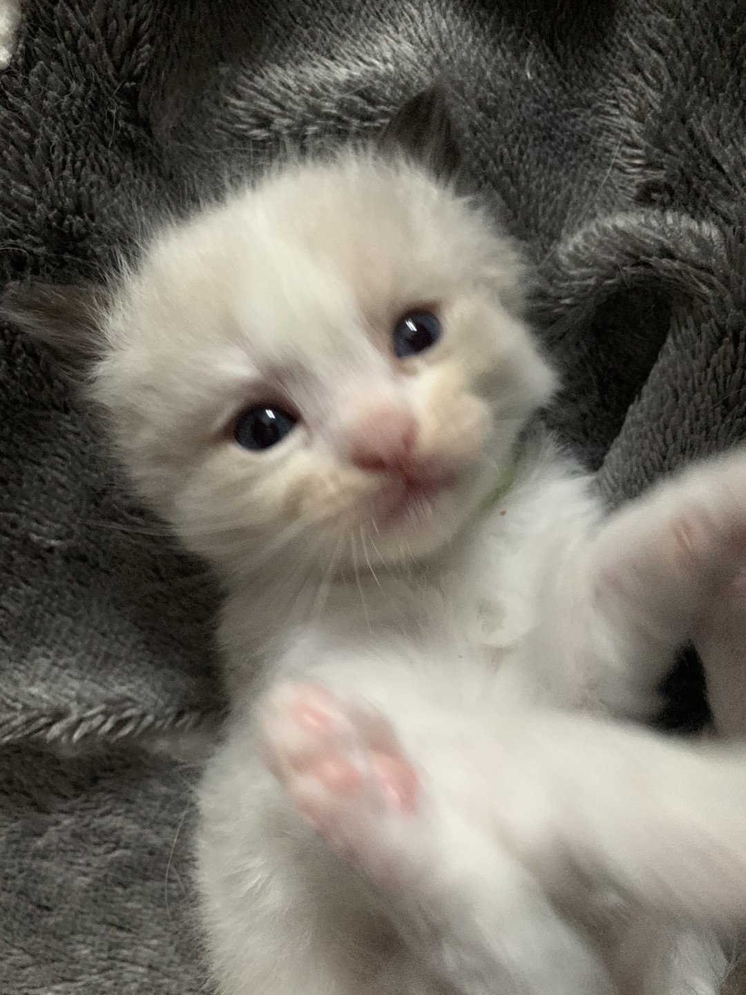 chaton Ragdoll black Rhapsody De La Croisette Les Ragdolls de la Croisette