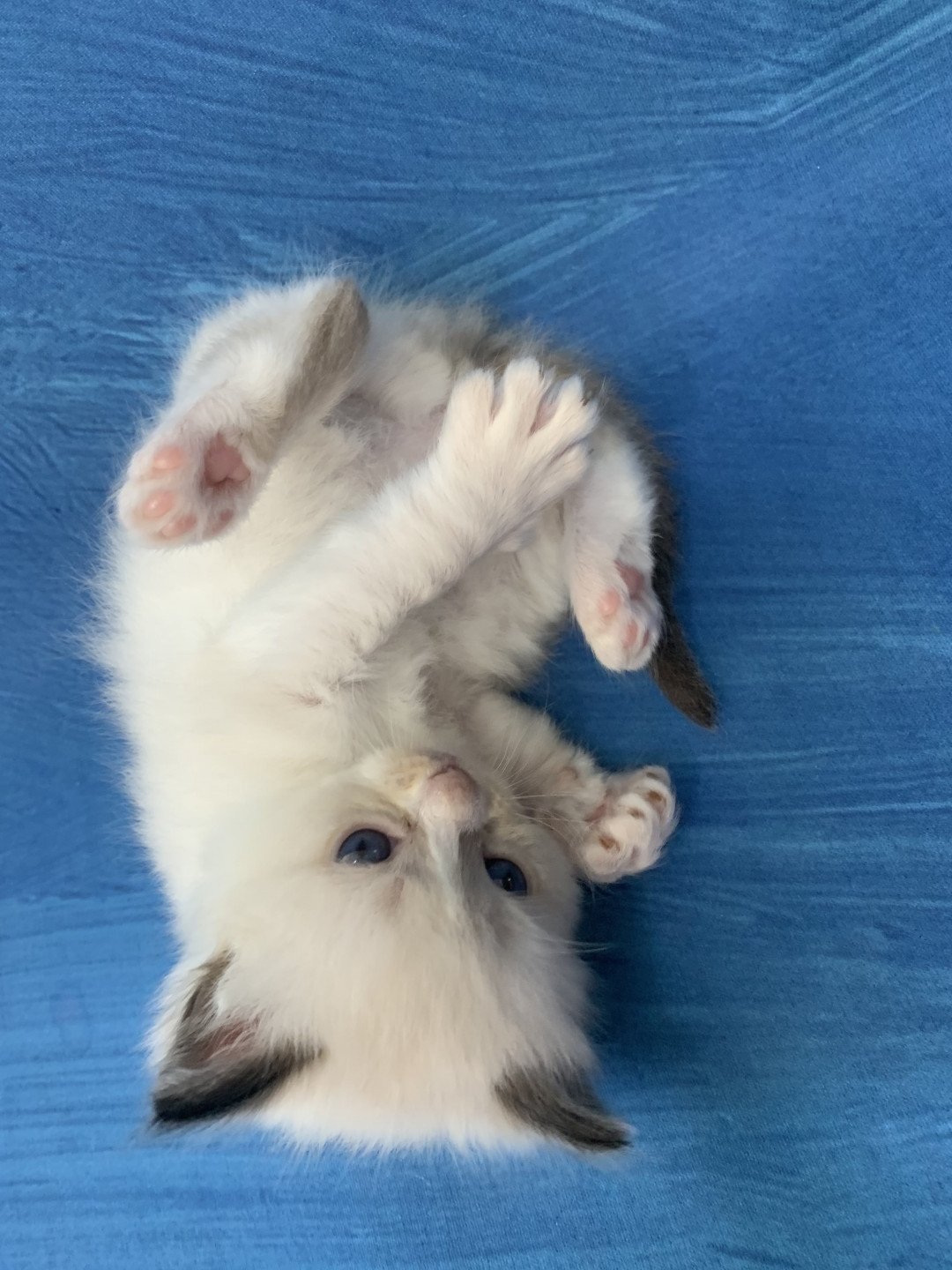 chaton Ragdoll black Rhapsody De La Croisette Les Ragdolls de la Croisette