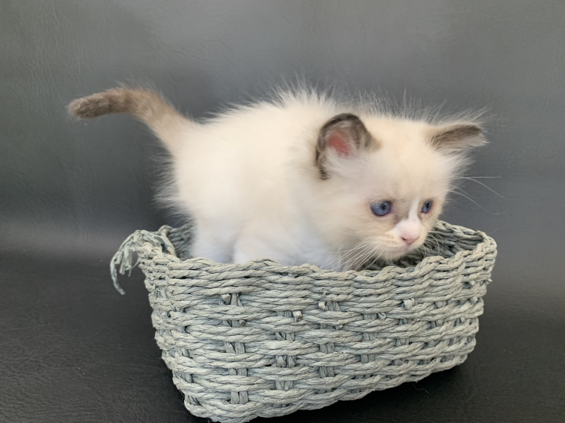 chaton Ragdoll black Rhapsody De La Croisette Les Ragdolls de la Croisette