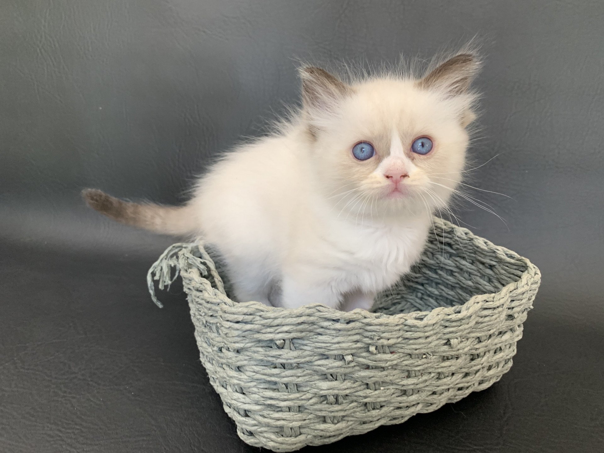 chaton Ragdoll black Rhapsody De La Croisette Les Ragdolls de la Croisette