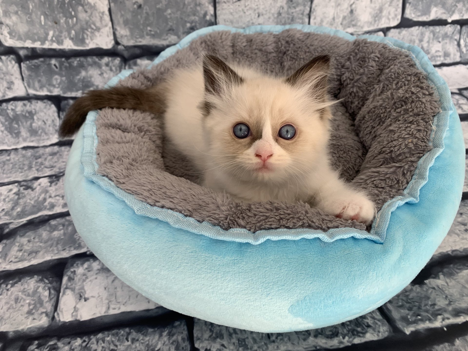 chaton Ragdoll black Rhapsody De La Croisette Les Ragdolls de la Croisette