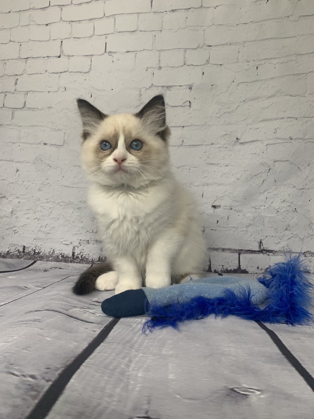 chaton Ragdoll black Rhapsody De La Croisette Les Ragdolls de la Croisette