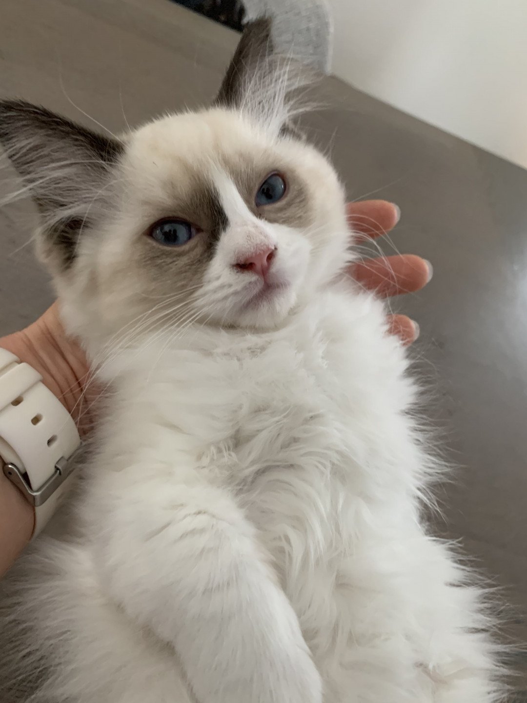 chaton Ragdoll black Rhapsody De La Croisette Les Ragdolls de la Croisette