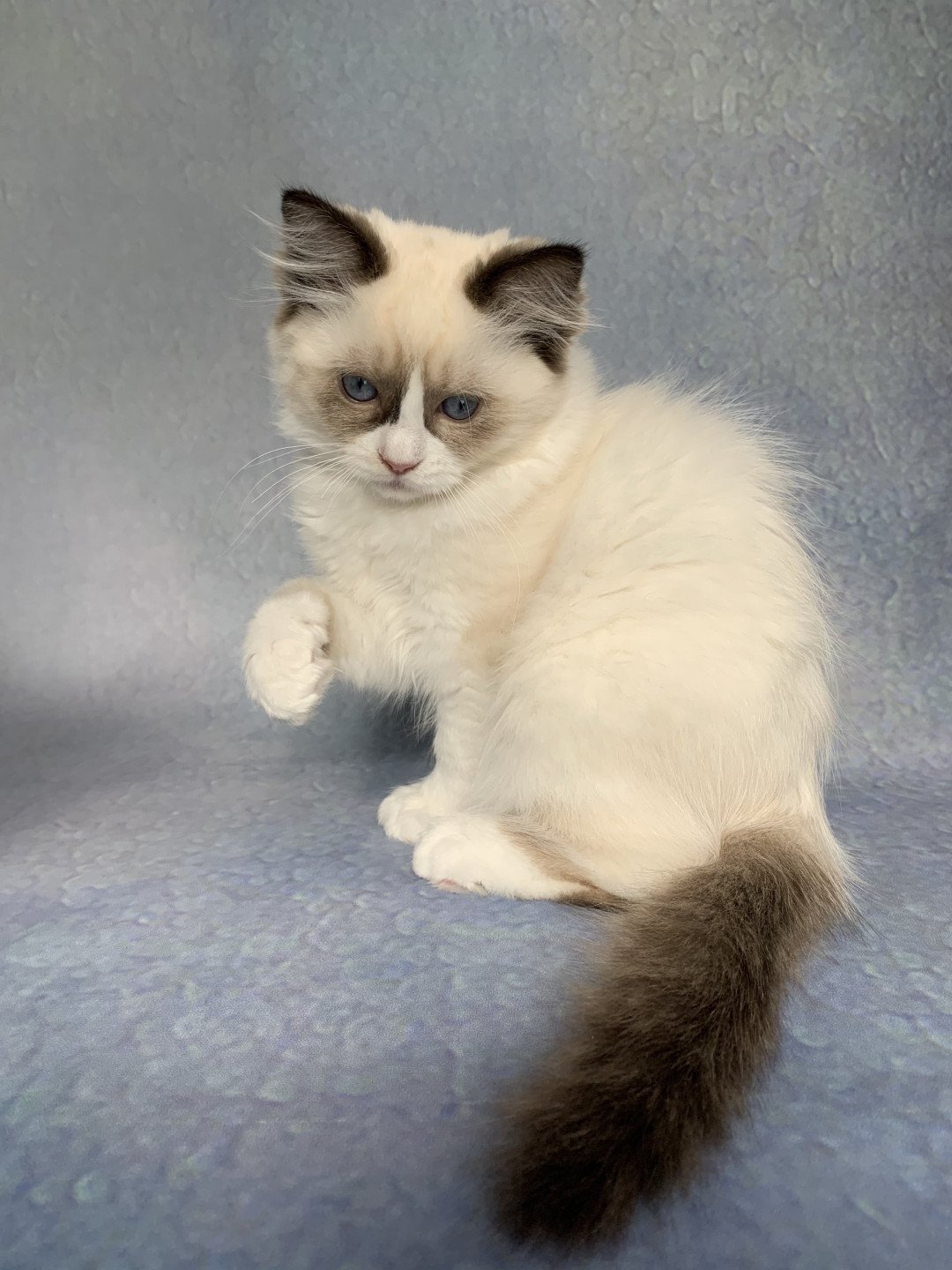 chaton Ragdoll black Rhapsody De La Croisette Les Ragdolls de la Croisette