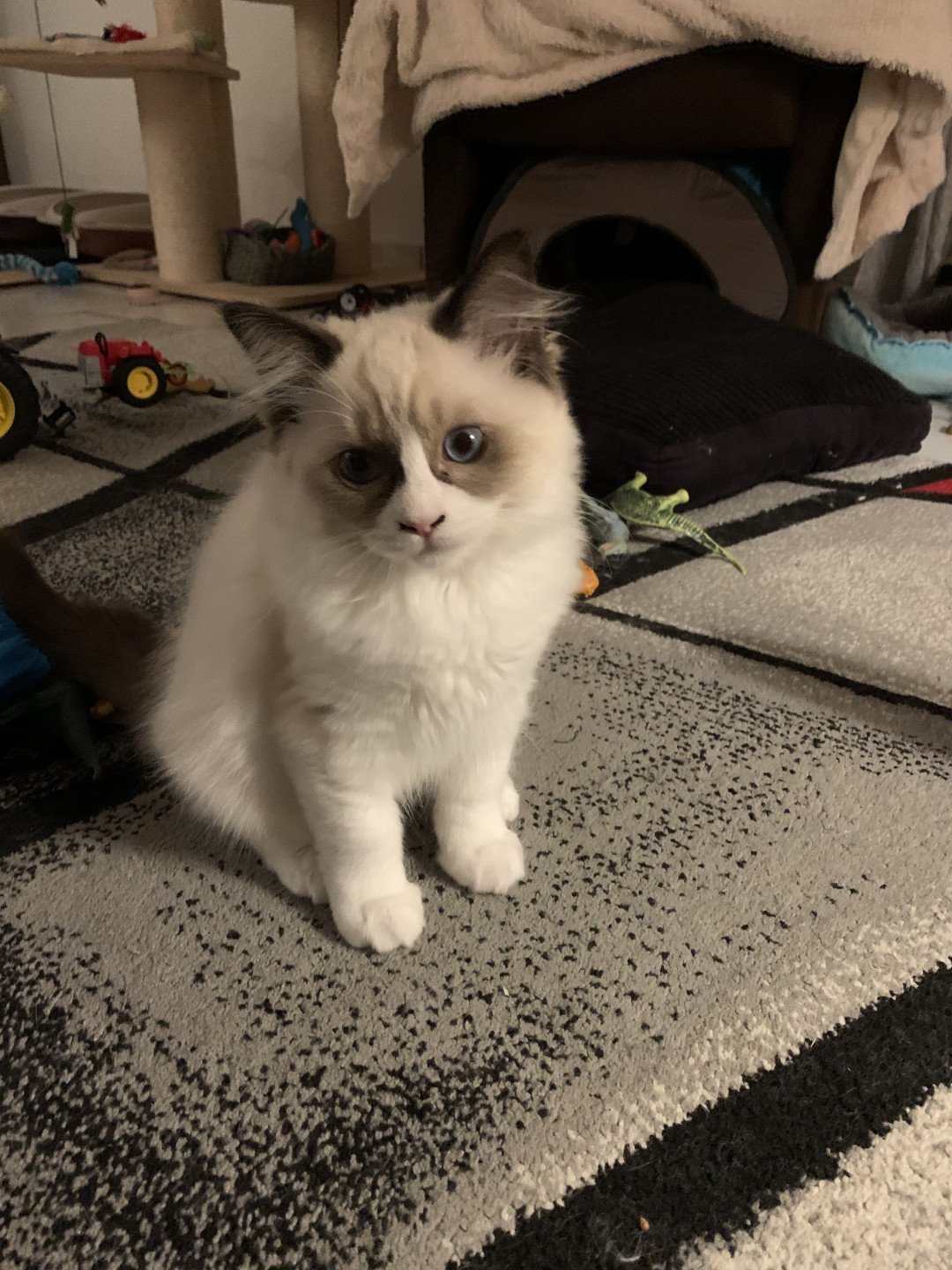 chaton Ragdoll black Rhapsody De La Croisette Les Ragdolls de la Croisette