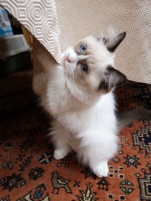 chaton Ragdoll black Rhapsody De La Croisette Les Ragdolls de la Croisette