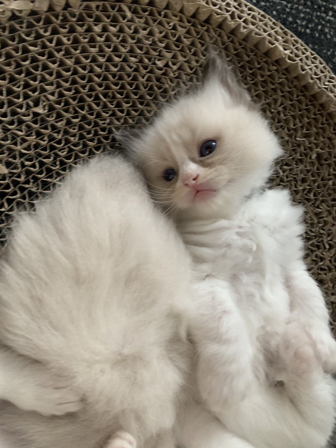 chaton Ragdoll seal point bicolor Rio De La Croisette Les Ragdolls de la Croisette