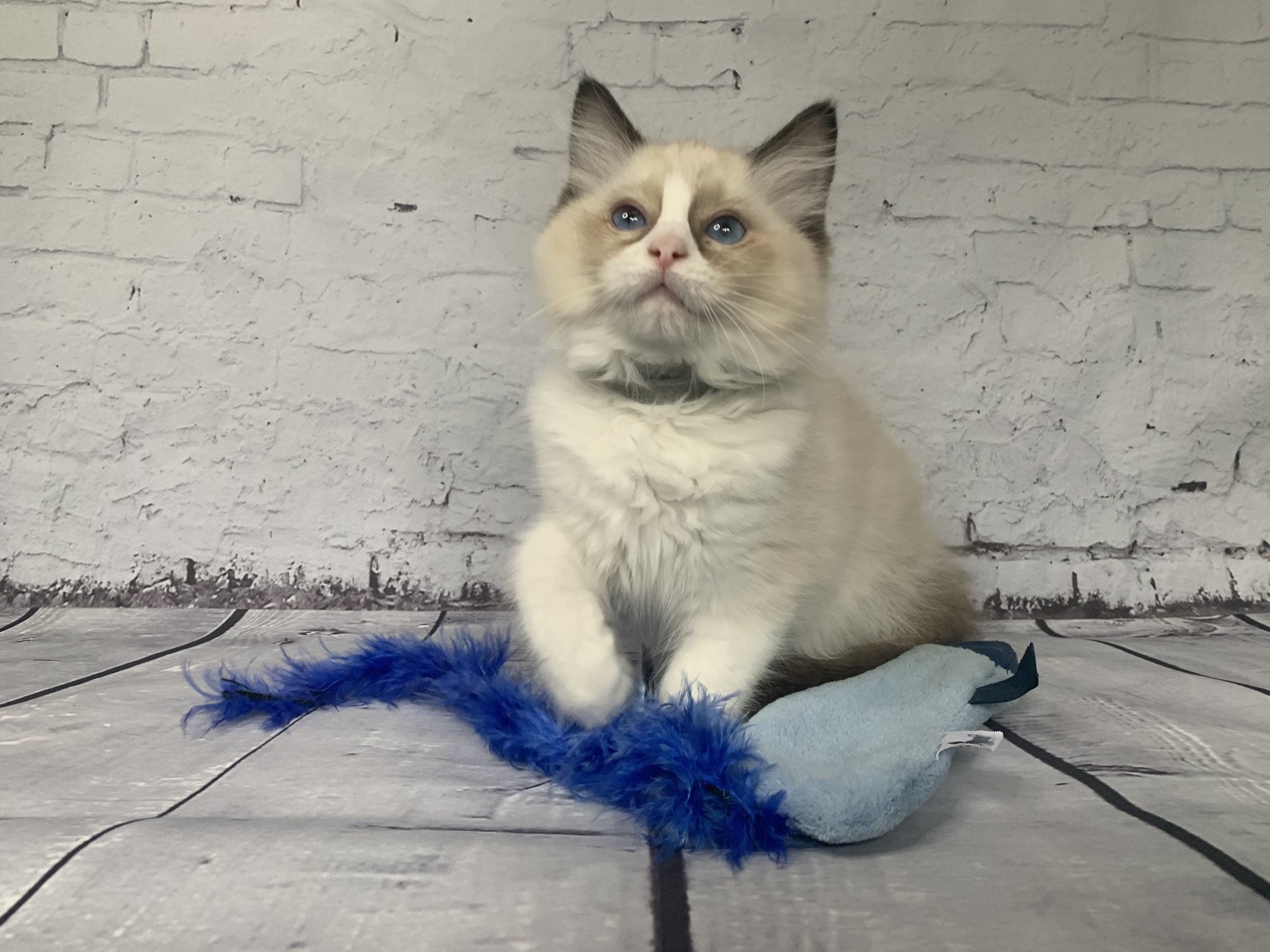 chaton Ragdoll seal point bicolor Rio De La Croisette Les Ragdolls de la Croisette
