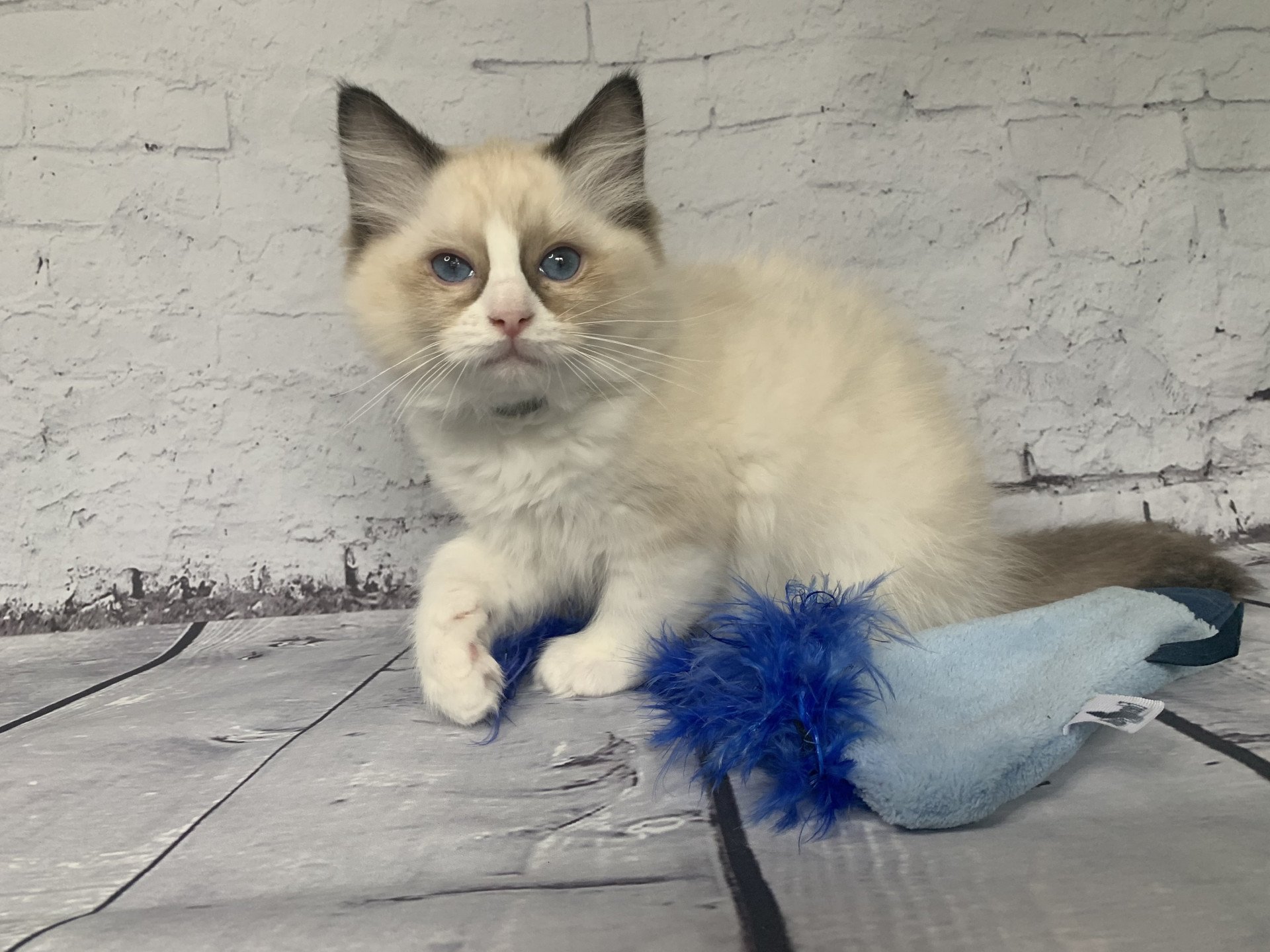 chaton Ragdoll seal point bicolor Rio De La Croisette Les Ragdolls de la Croisette
