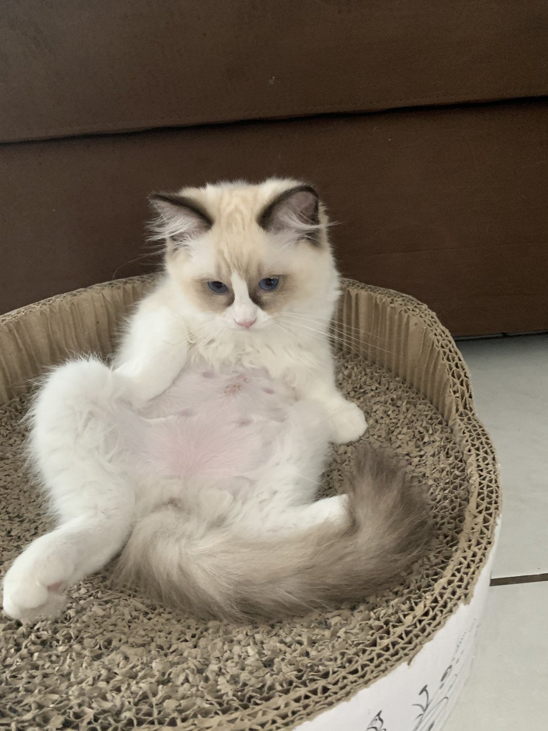 chaton Ragdoll seal point bicolor Rio De La Croisette Les Ragdolls de la Croisette