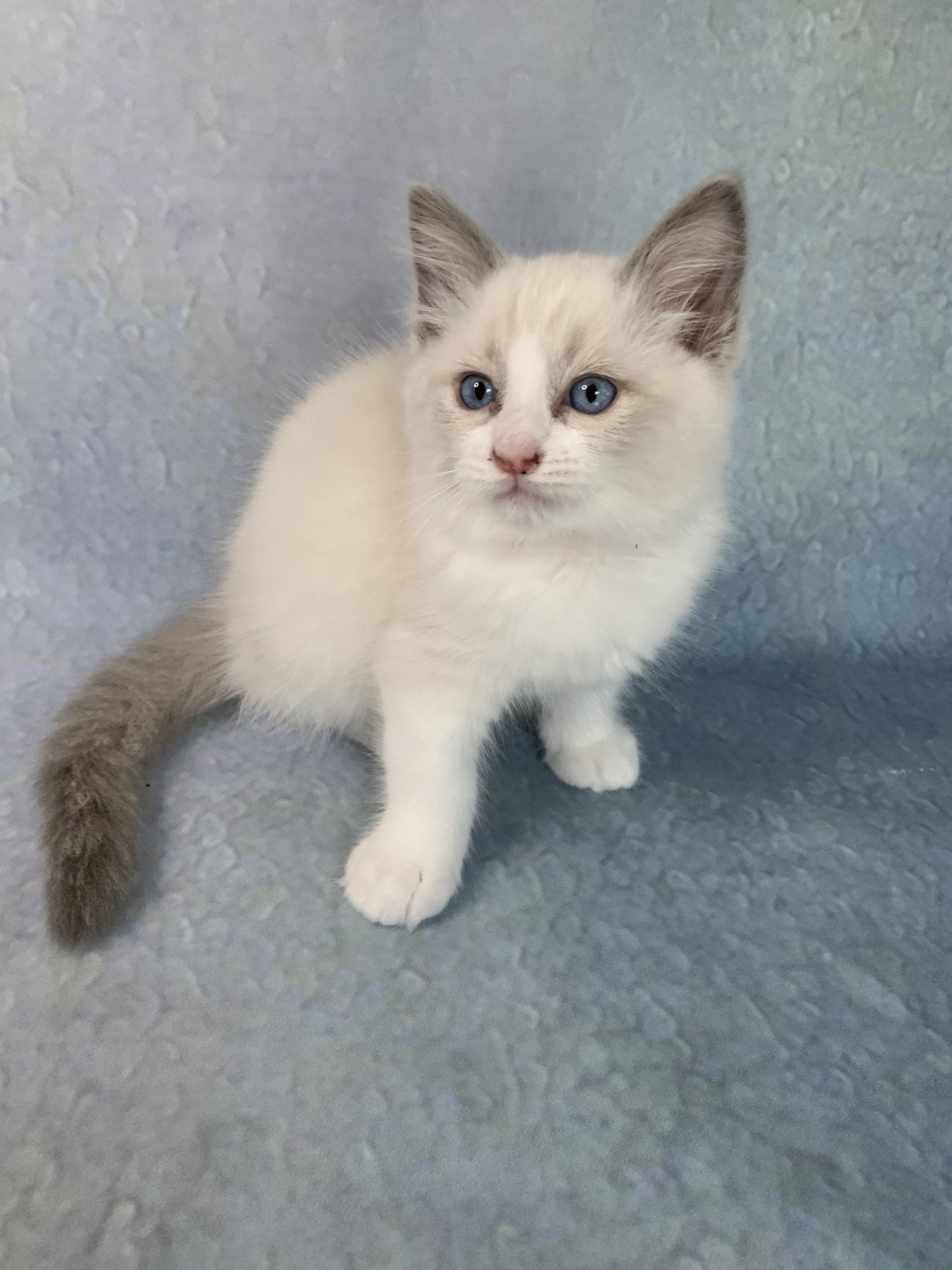 chaton Ragdoll blue point bicolor R'io De La Croisette Les Ragdolls de la Croisette