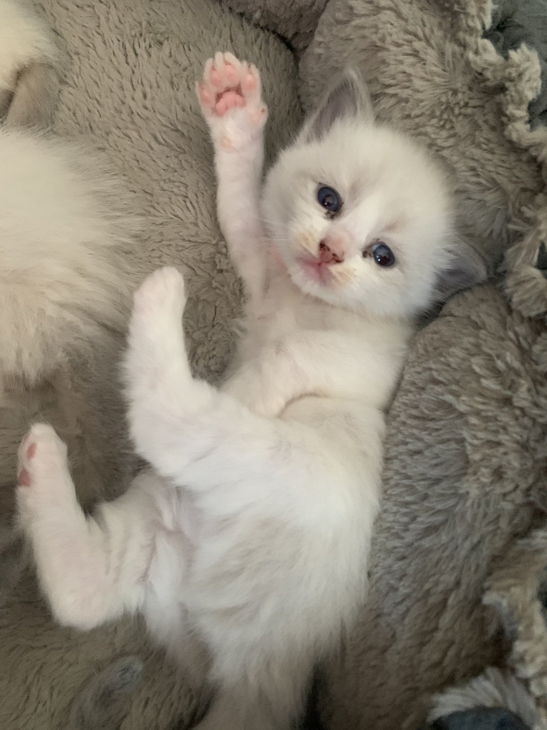 chaton Ragdoll blue point bicolor R'io De La Croisette Les Ragdolls de la Croisette