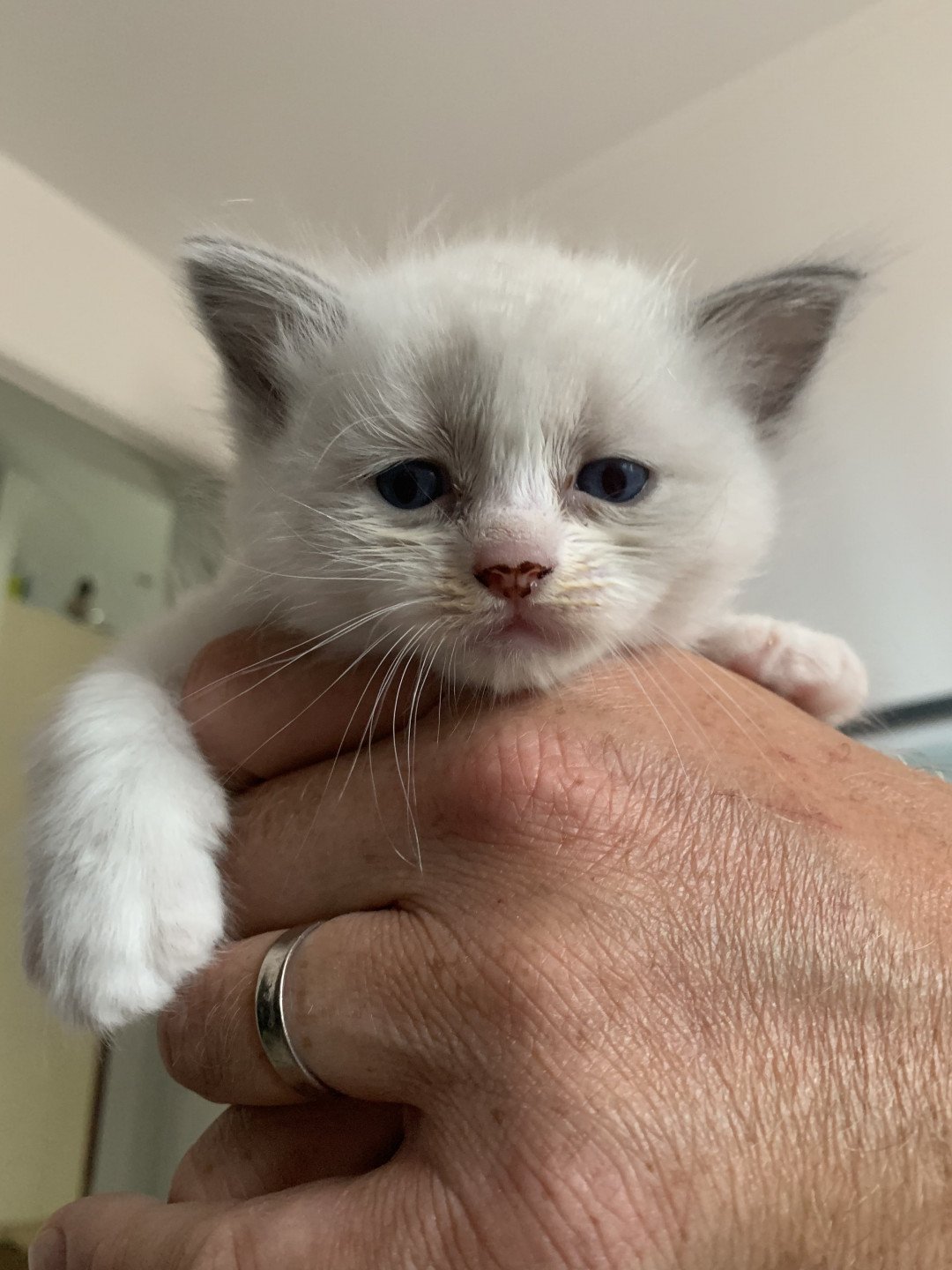 chaton Ragdoll blue point bicolor R'io De La Croisette Les Ragdolls de la Croisette