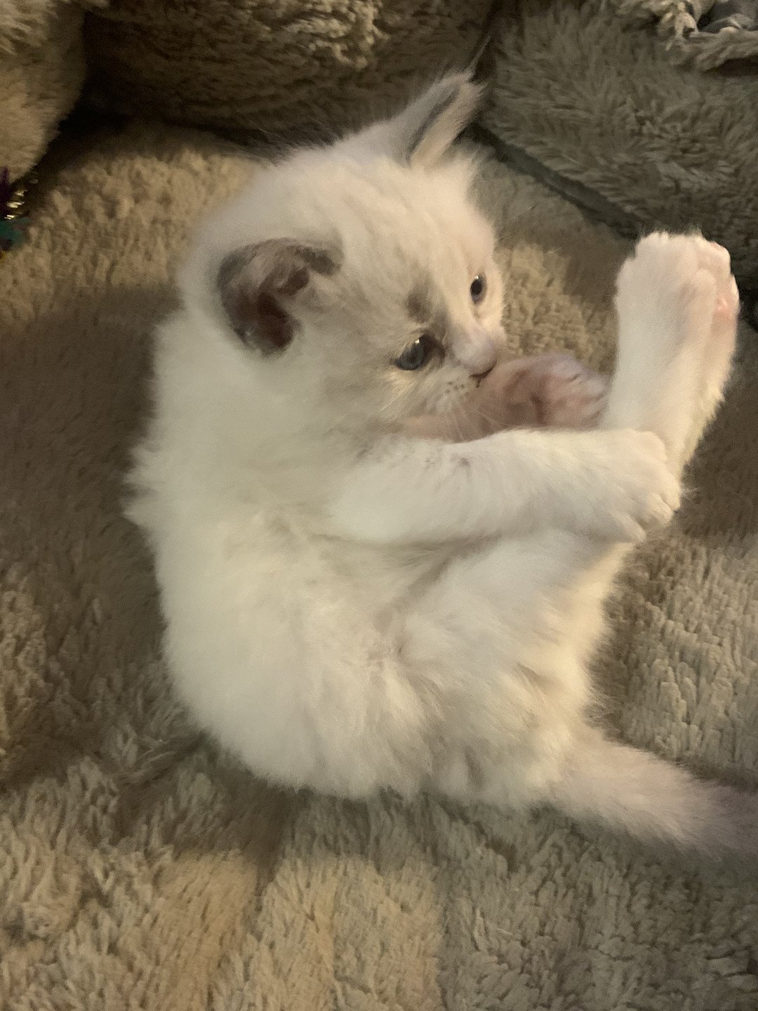 chaton Ragdoll blue point bicolor R'io De La Croisette Les Ragdolls de la Croisette