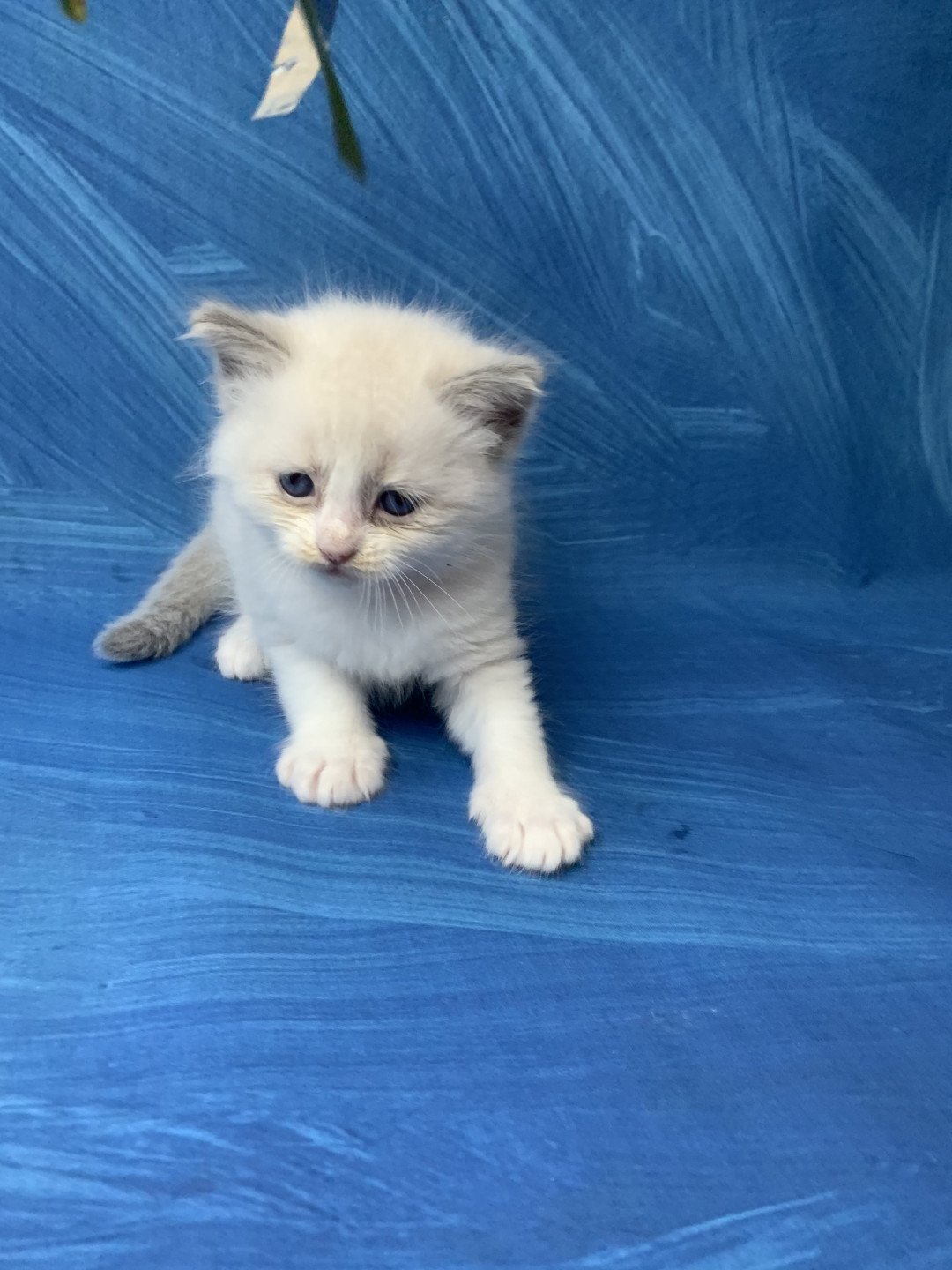 chaton Ragdoll blue point bicolor R'io De La Croisette Les Ragdolls de la Croisette