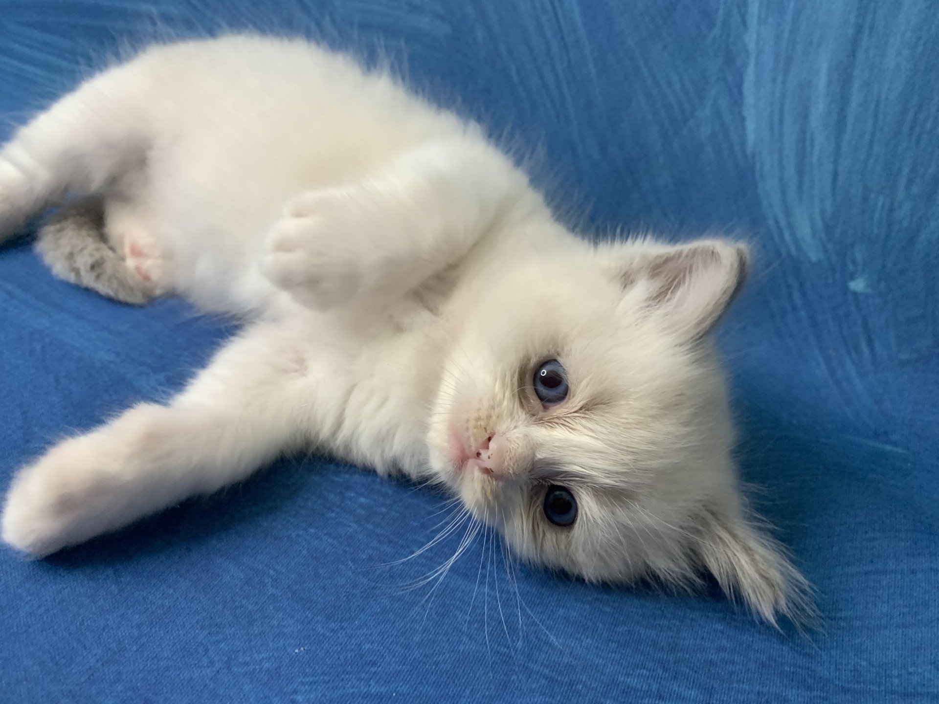 chaton Ragdoll blue point bicolor R'io De La Croisette Les Ragdolls de la Croisette