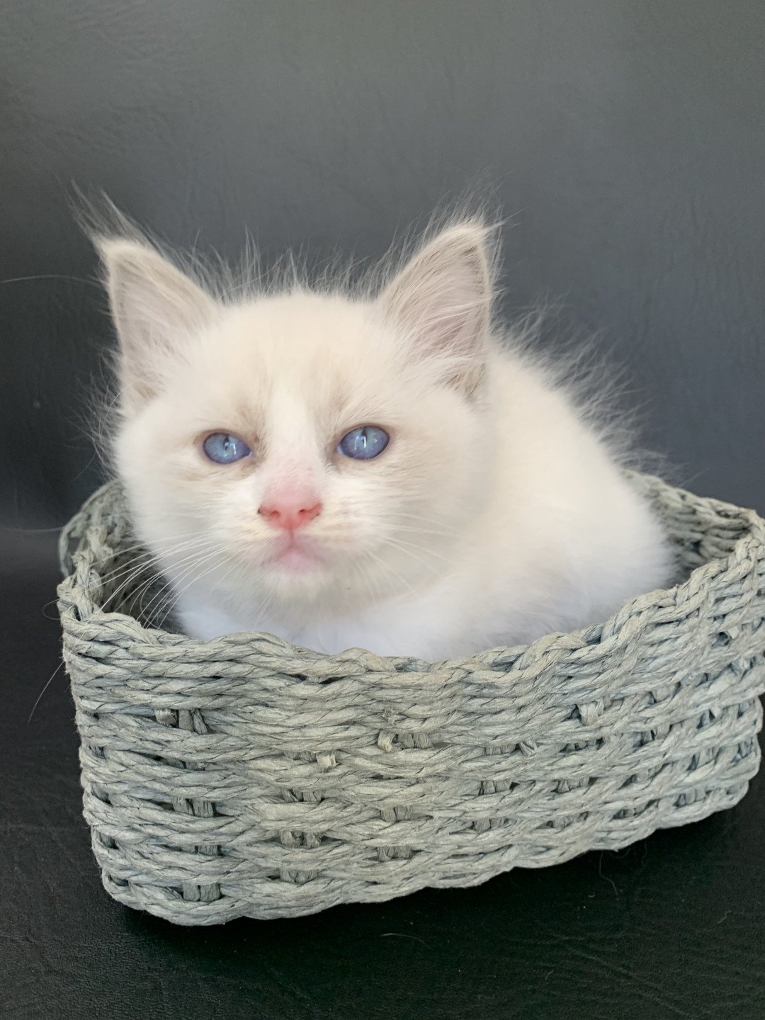 chaton Ragdoll blue point bicolor R'io De La Croisette Les Ragdolls de la Croisette