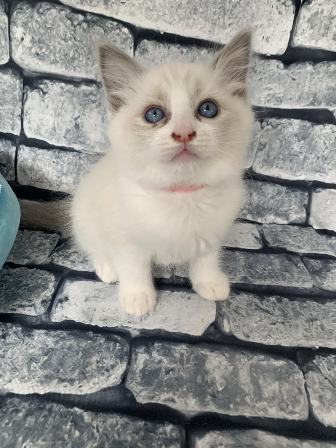 chaton Ragdoll blue point bicolor R'io De La Croisette Les Ragdolls de la Croisette