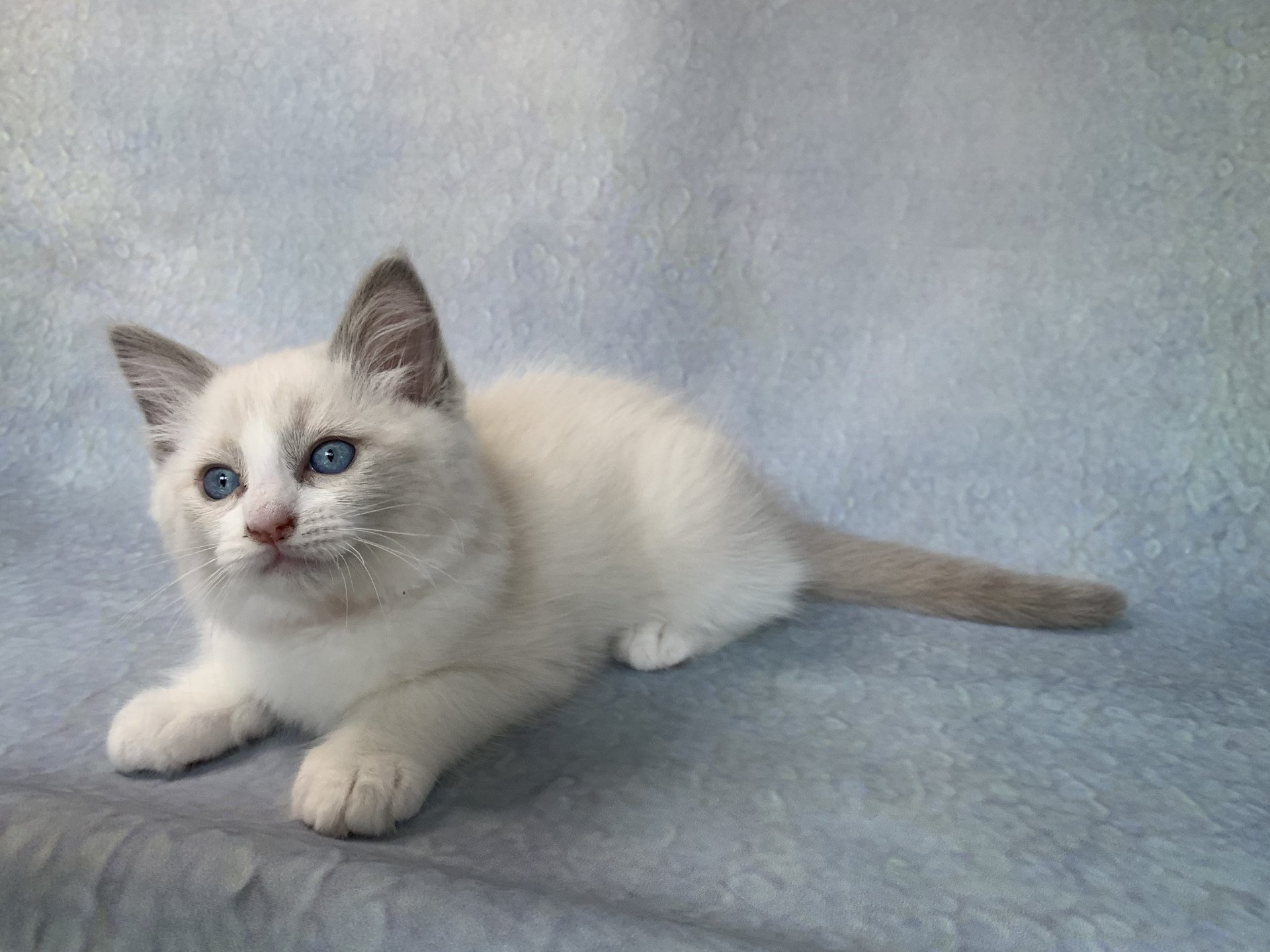 chaton Ragdoll blue point bicolor R'io De La Croisette Les Ragdolls de la Croisette
