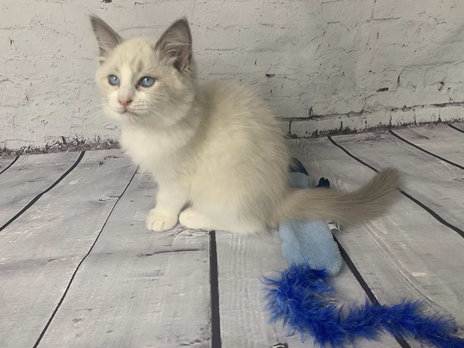 chaton Ragdoll blue point bicolor R'io De La Croisette Les Ragdolls de la Croisette