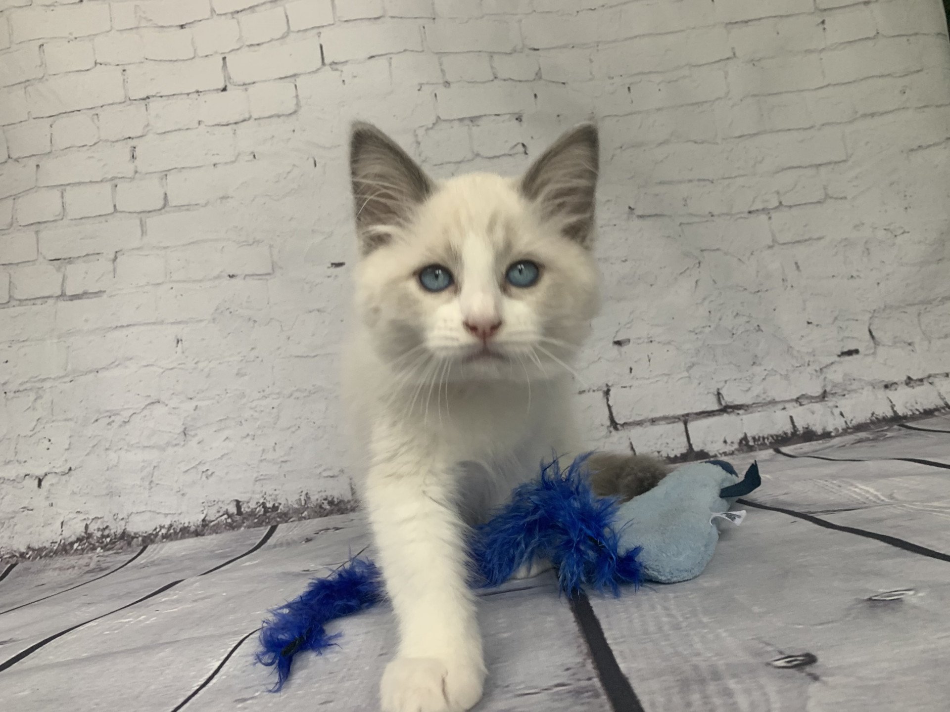 chaton Ragdoll blue point bicolor R'io De La Croisette Les Ragdolls de la Croisette